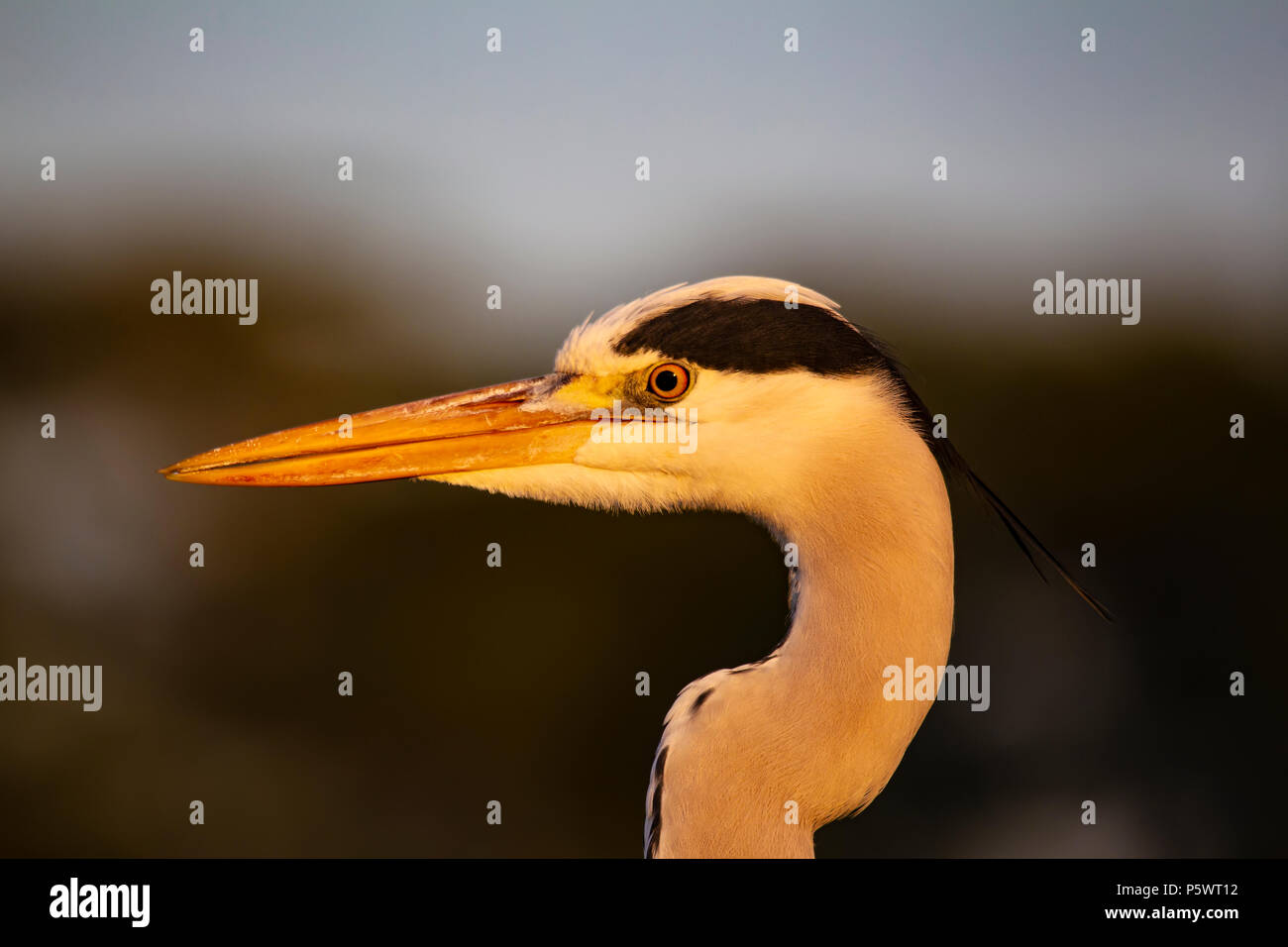 Close up Kopfschuss der Graureiher Ardea cinerea im sanften Abendlicht Stockfoto