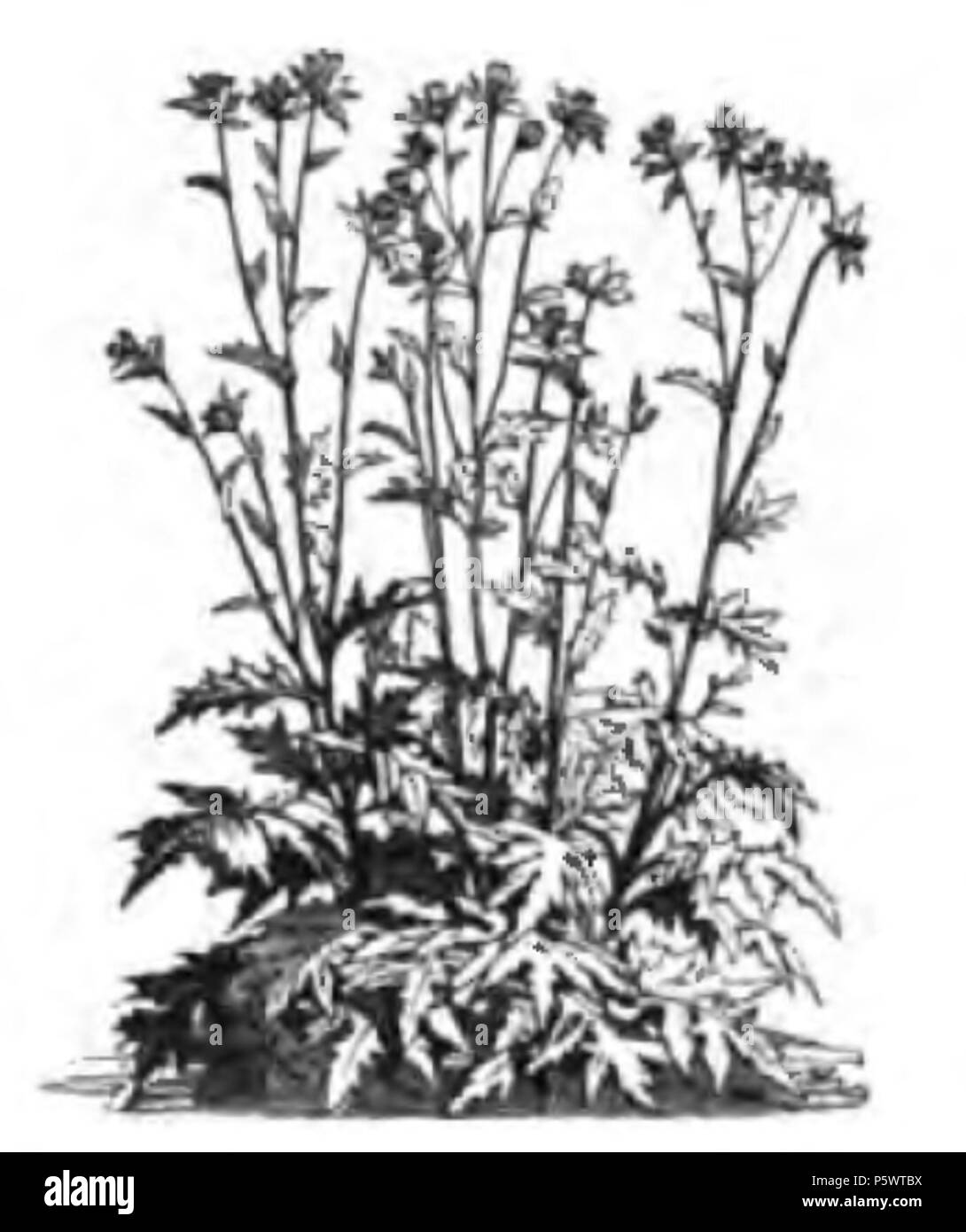349 Cirsium oleraceum Vilmorin-Andrieux 1883 Stockfoto
