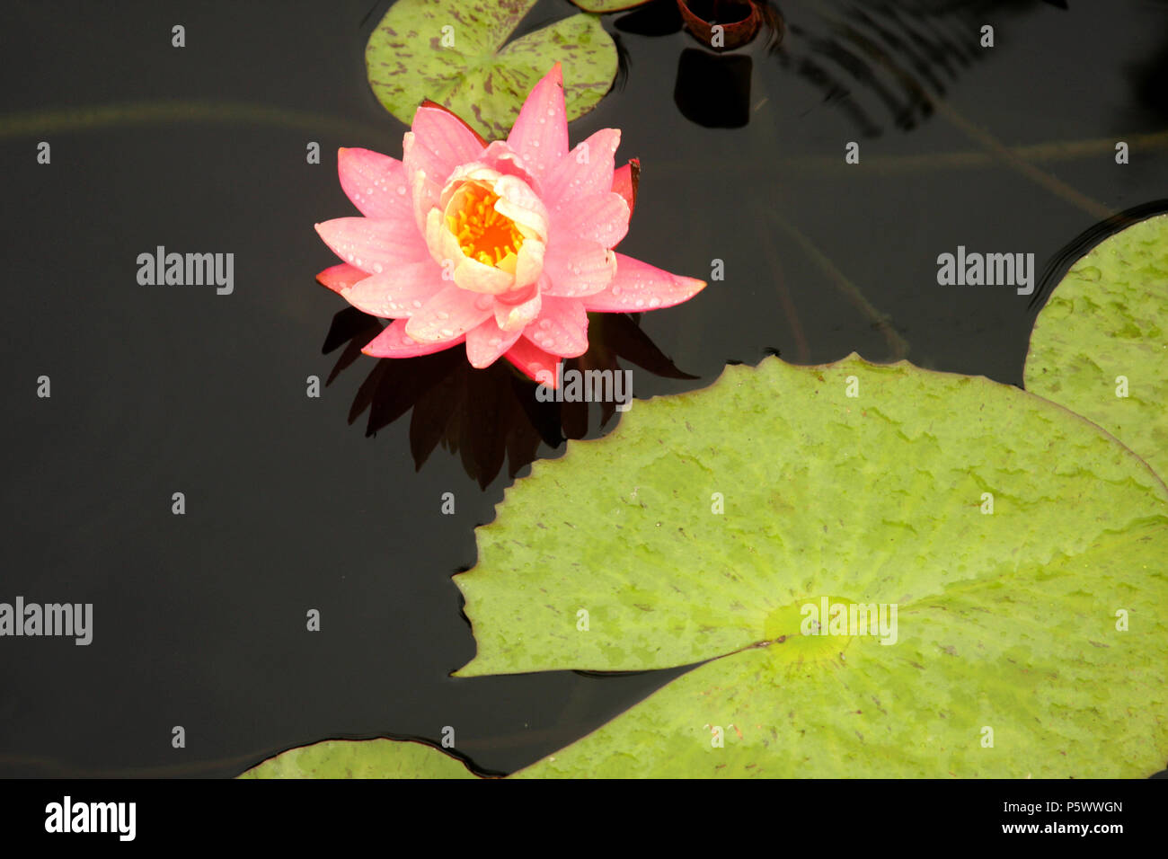 Star Lotus Blüte / Nymphaea nouchali Stockfoto