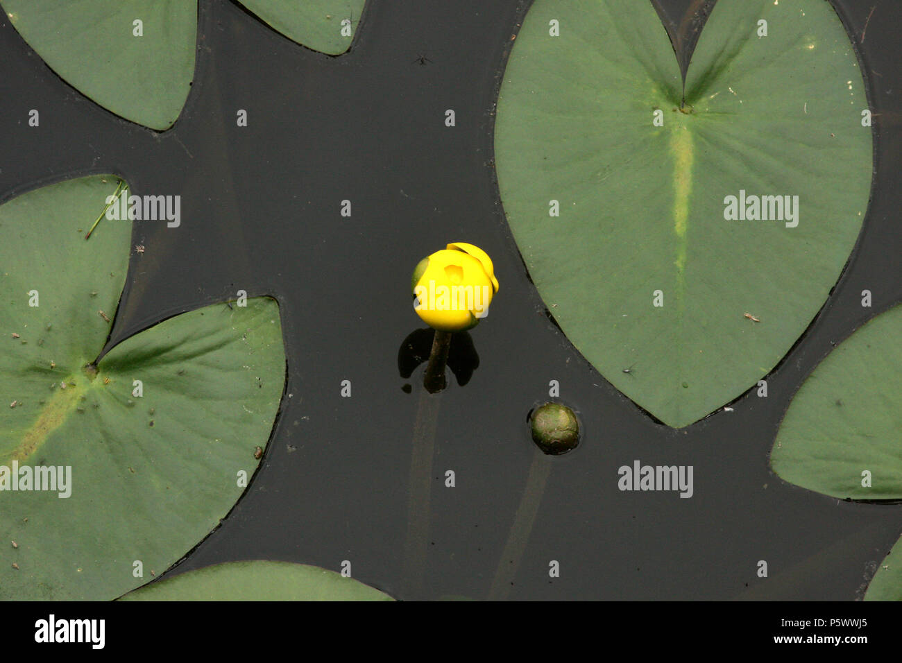 Kleine gelbe Teich Lily (Nuphar Pumila) Stockfoto