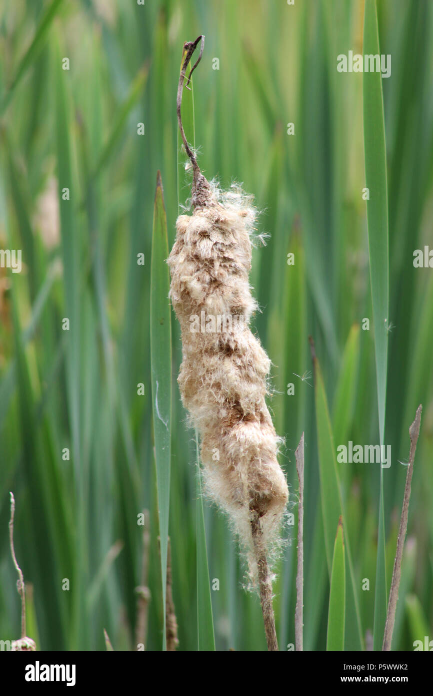 Getrocknete cattail mit flauschigen Samen verbreiten Stockfoto