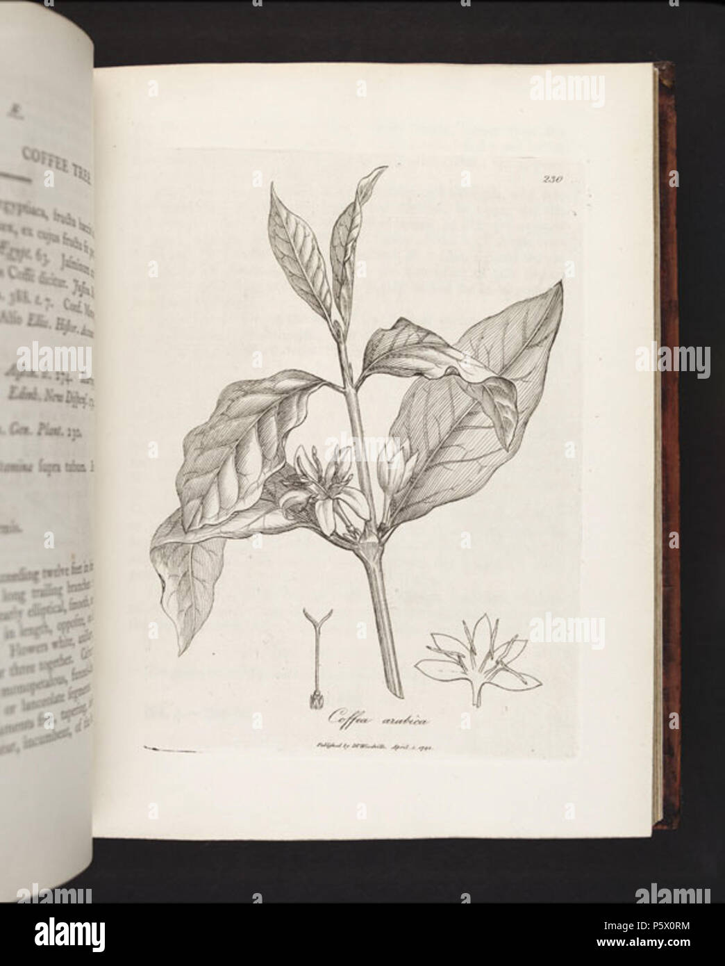 N/A. Abbildung: Coffea arabica 230 (Coffea arabica L., arabischer Kaffee) von einer Ergänzung zu medizinischen Botanik, oder, Teil der Zweiten: mit Platten mit Beschreibungen der meisten der wichtigsten Heilpflanzen nicht in der Materia medica Der stiftskirche Arzneibücher von London und Edinburgh enthalten: Mit einem indizien Detail ihrer Wirkungen begleitet, und der Krankheiten, in denen Sie erfolgreich durch William Woodville beschäftigt sind. 1794. James Phillips 364 Coffea arabica 230 - Original Stockfoto