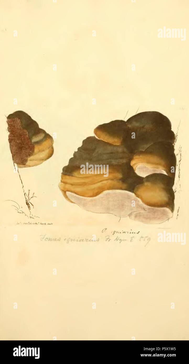 368 farbige Abbildungen der Englischen Pilze oder Pilze - t. 132 Stockfoto