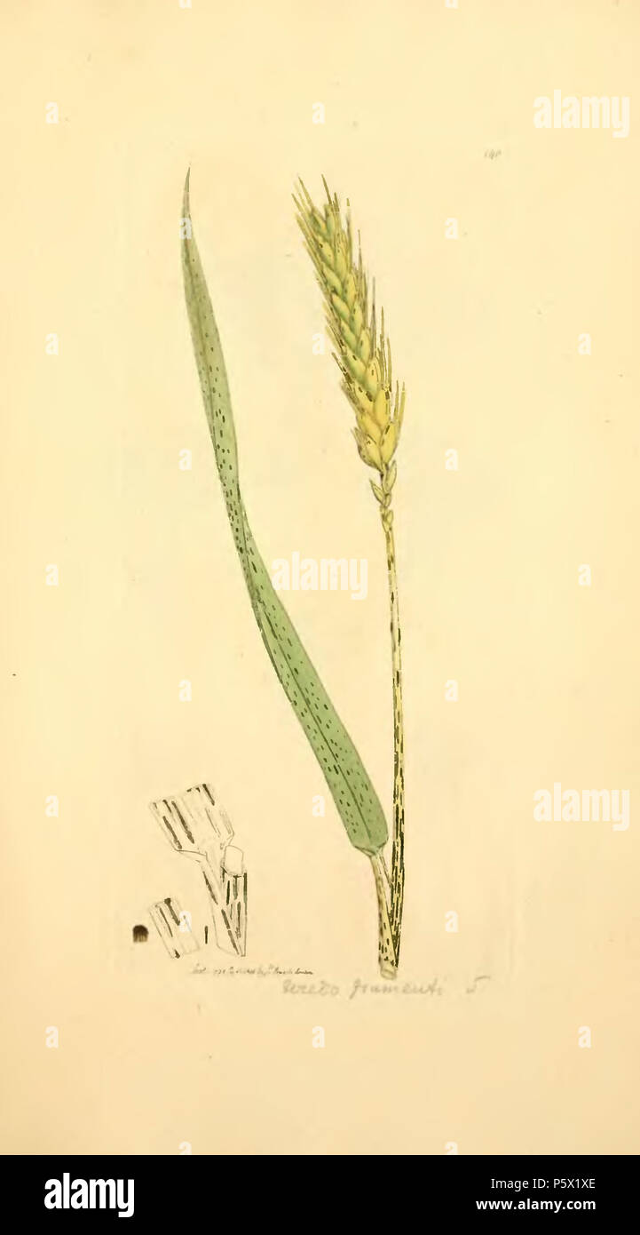 368 farbige Abbildungen der Englischen Pilze oder Pilze - t. 140 Stockfoto