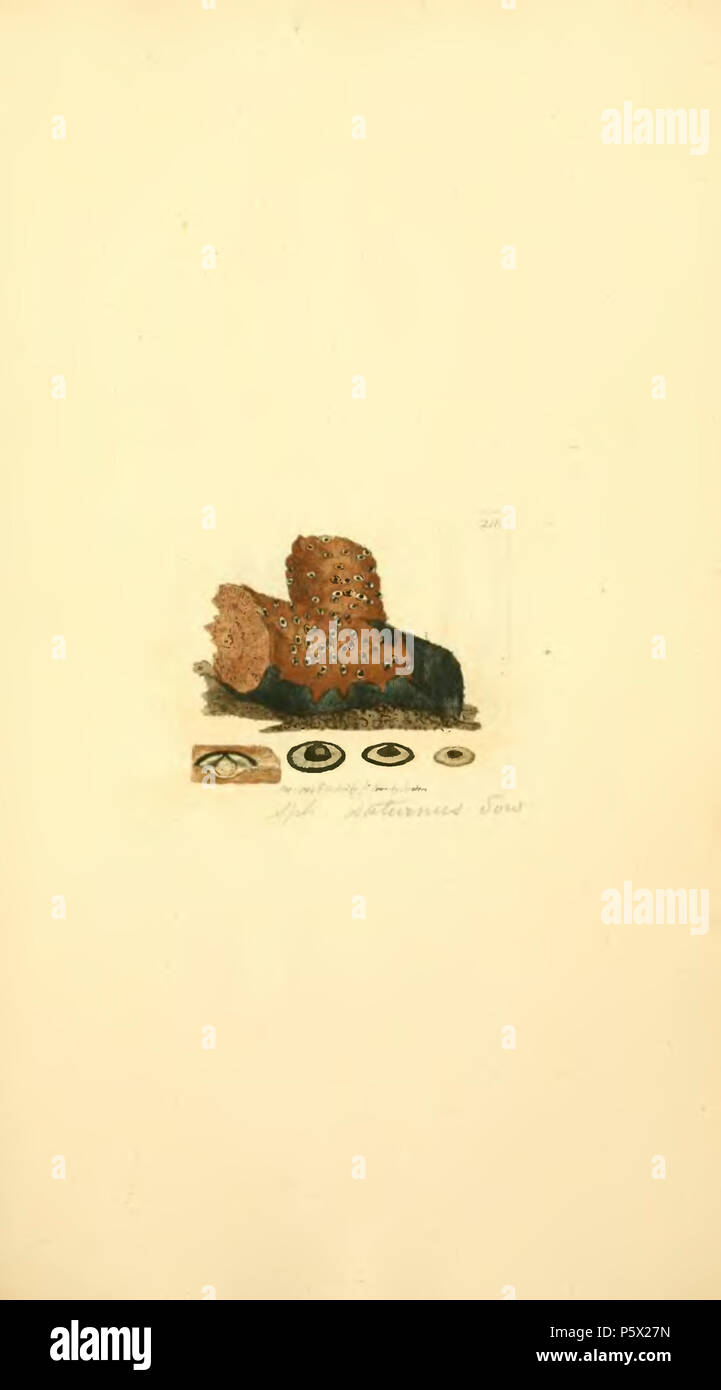 369 farbige Abbildungen der Englischen Pilze oder Pilze - t. 218 Stockfoto