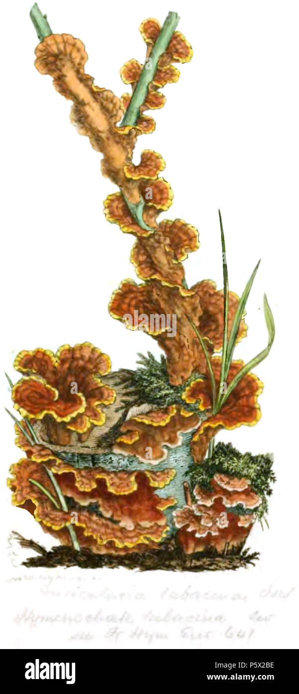 369 farbige Abbildungen der Englischen Pilze oder Pilze - t. 25. Stockfoto