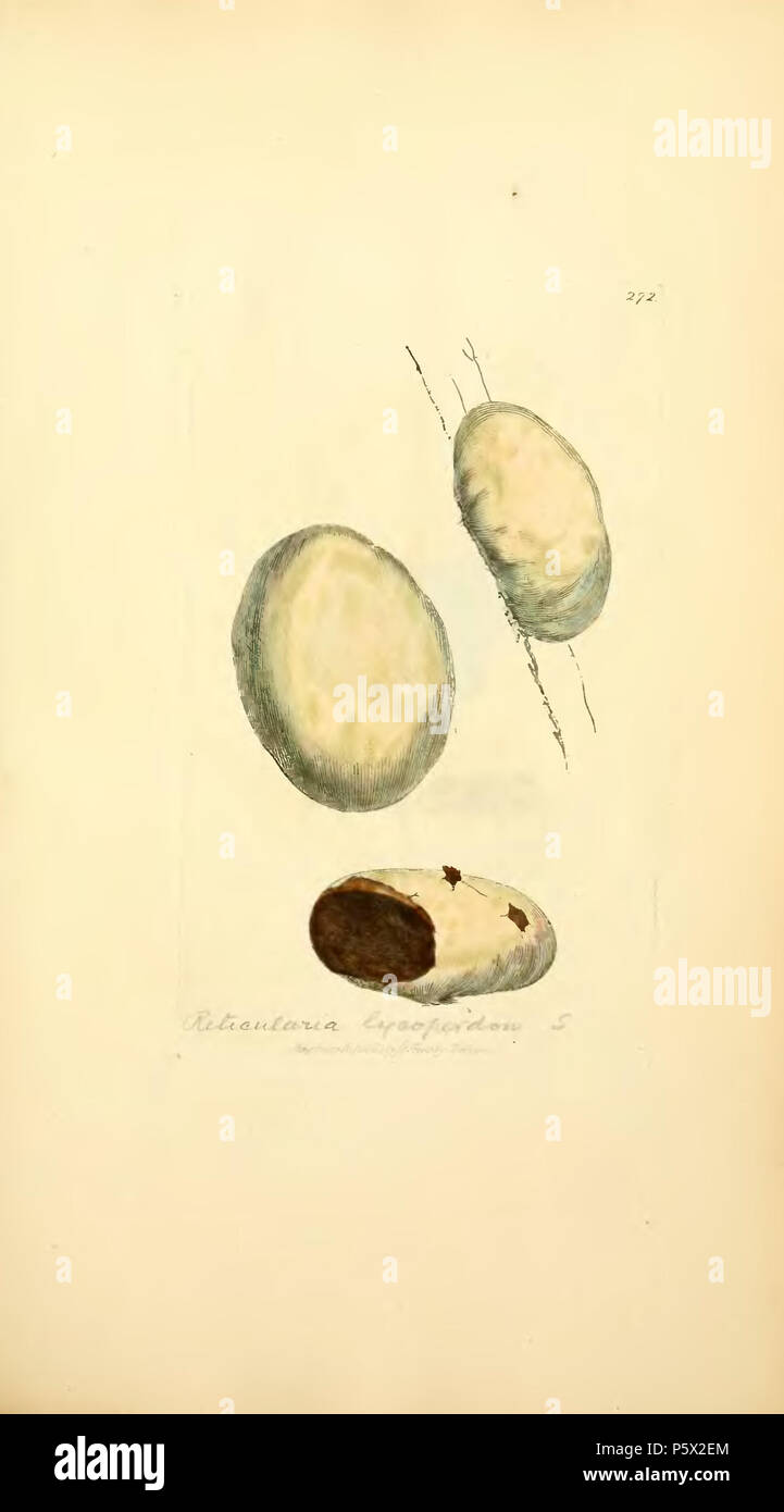 369 farbige Abbildungen der Englischen Pilze oder Pilze - t. 272 Stockfoto