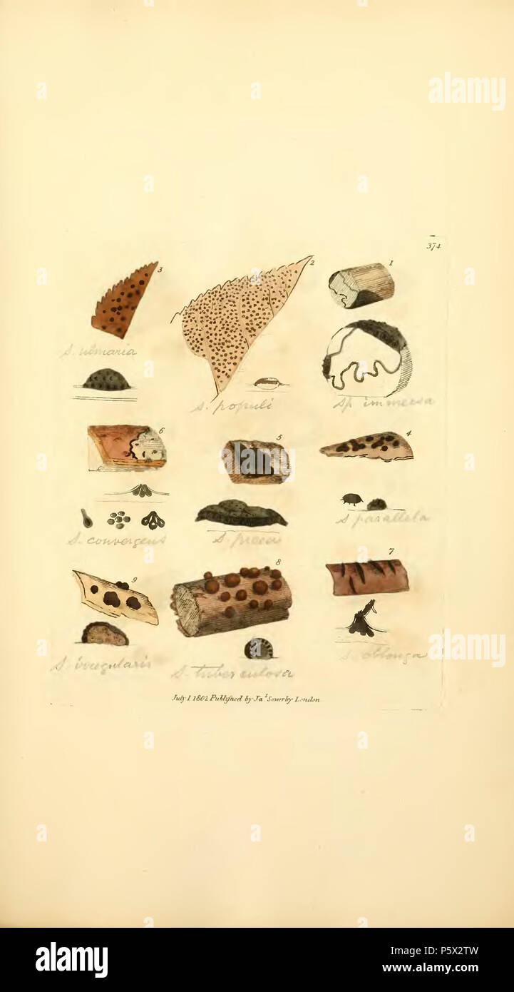 370 farbige Abbildungen der Englischen Pilze oder Pilze - t. 374 Stockfoto