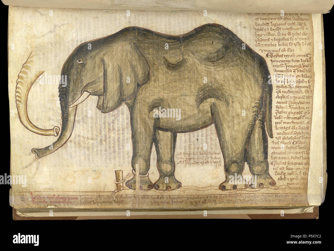 Elefant (Detail), Frau Baumwolle Nero 26 (Buch der Ergänzungen/Liber additamentorum), Folio 169 v 1255. N/A 384 CottonMSNeroD. i. w. 169 v DetailElephant Stockfoto