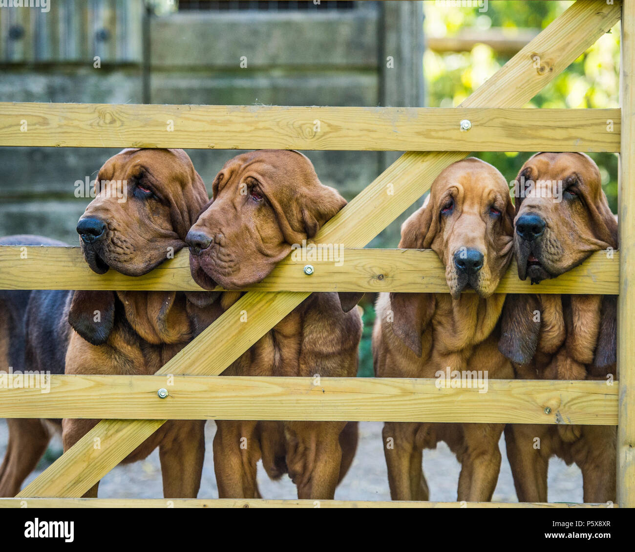 4 Bluthund Hunde an der Pforte Stockfoto