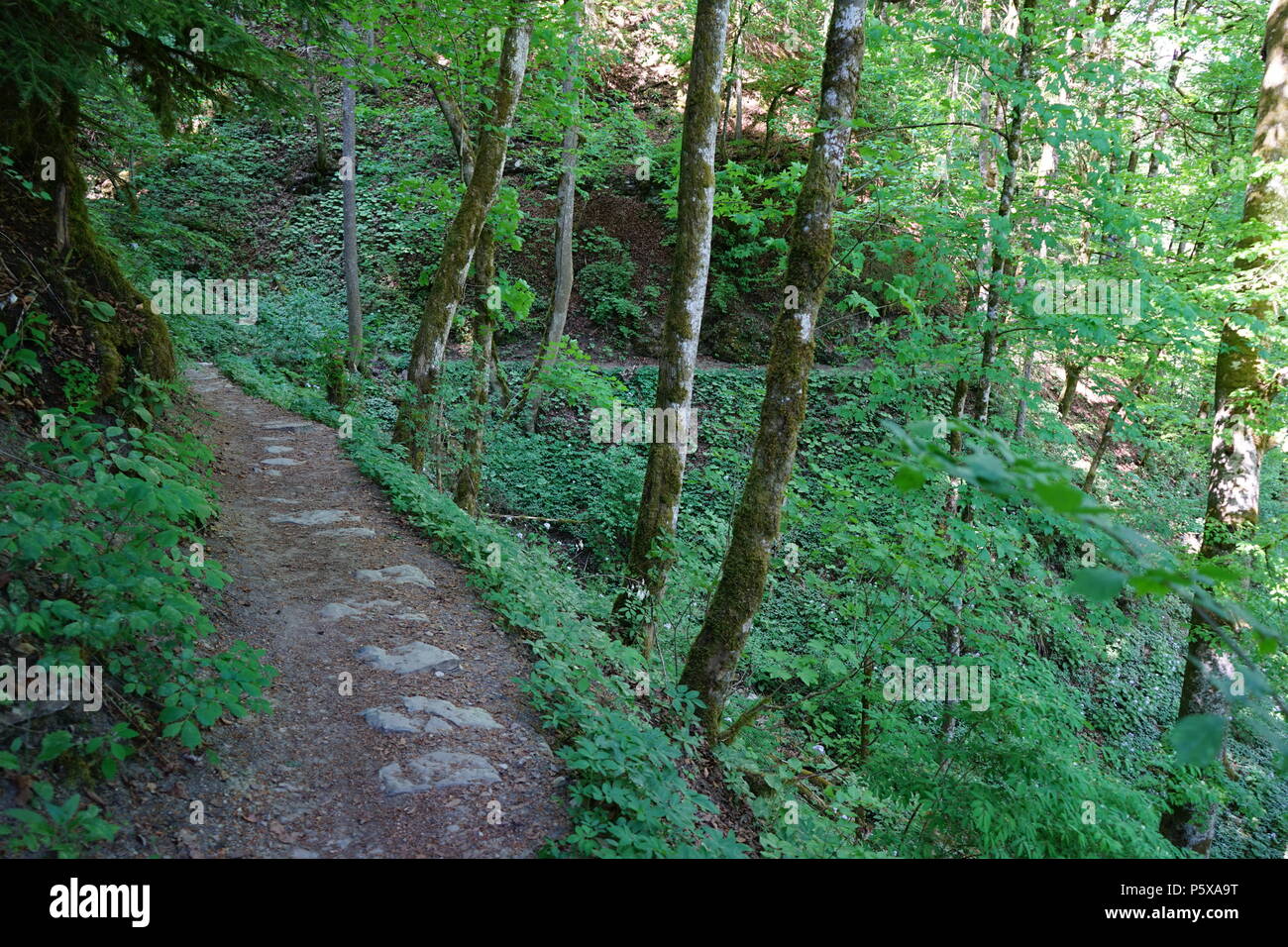 Wanderweg in der Wutachschlucht, südliche Baar, Baden-Württemberg, Deutschland, Europa Stockfoto