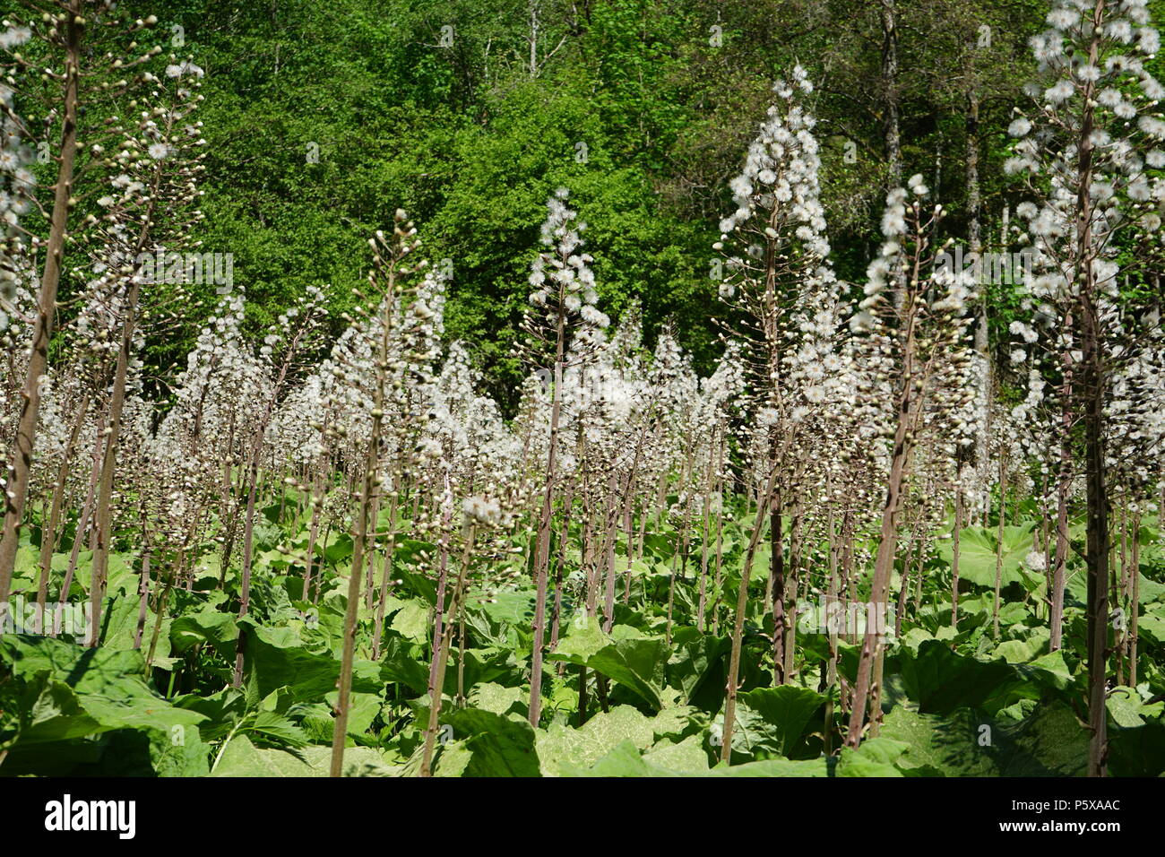 Gewöhnliche Pestwurz (Petasites hybridus (L.), Wanderweg in der Wutachschlucht, südliche Baar, Baden-Württemberg, Deutschland, Eur Stockfoto