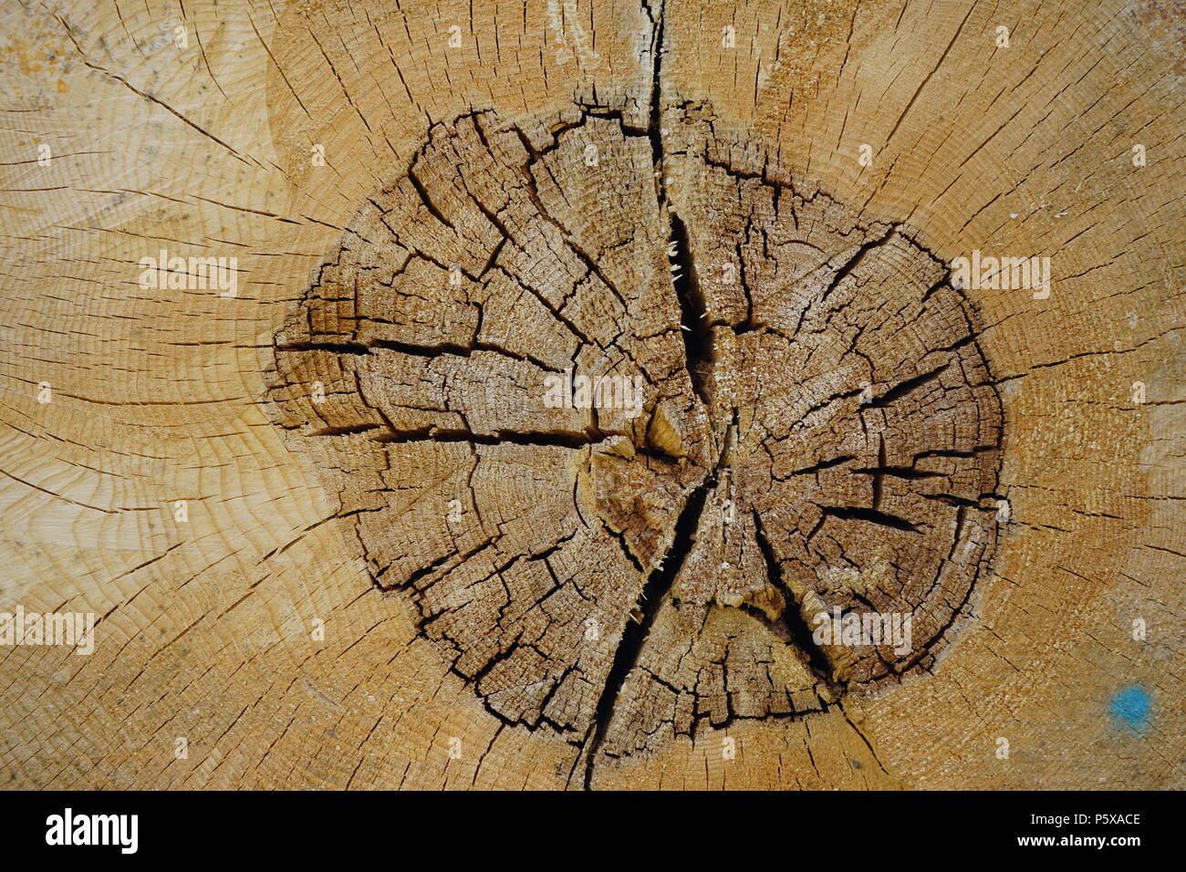 Holz Textur, Baumringe, Querschnitt eines Baumstammes, Deutschland Stockfoto