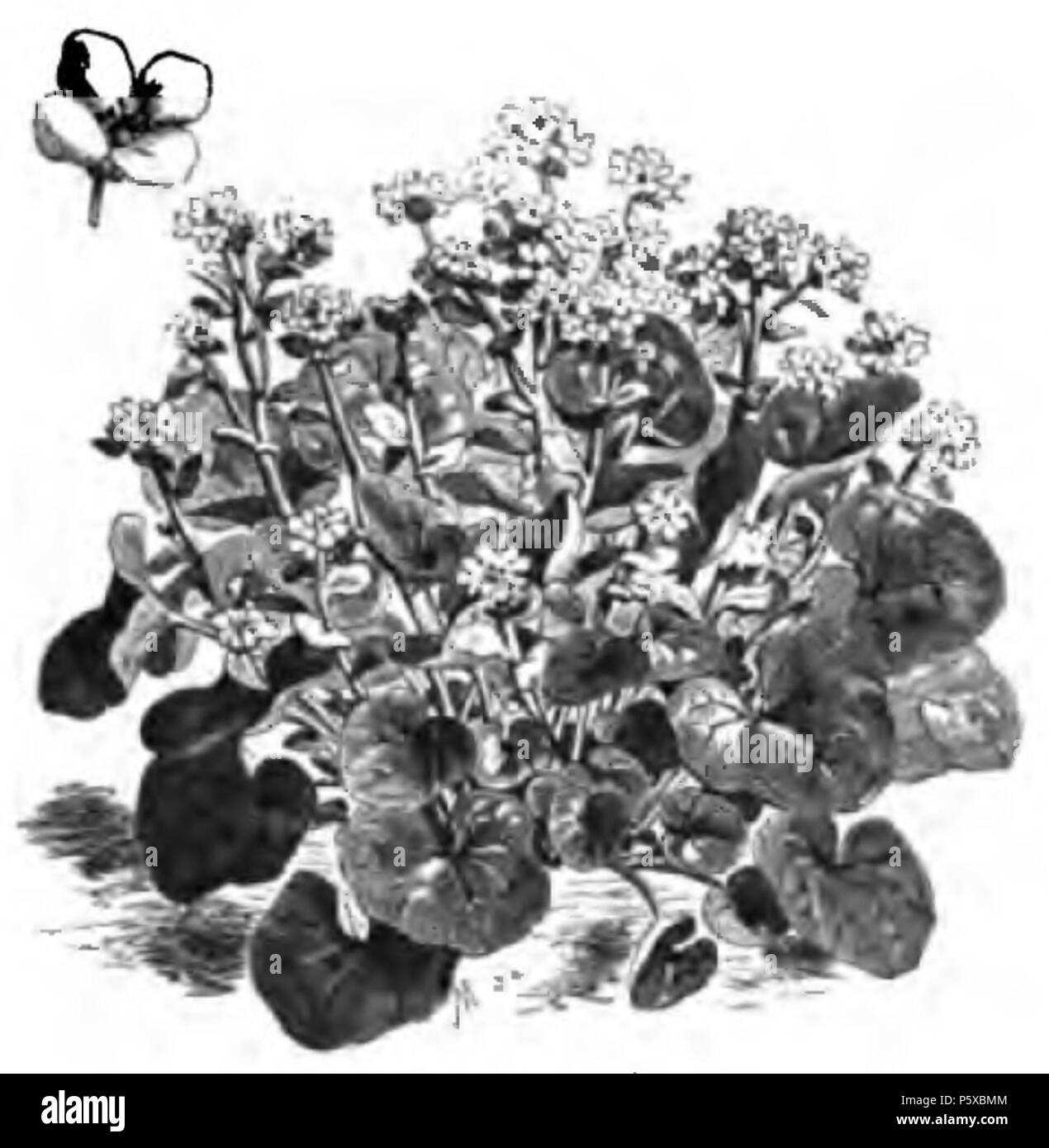 359 Cochléaria officinal Vilmorin-Andrieux 1883 Stockfoto