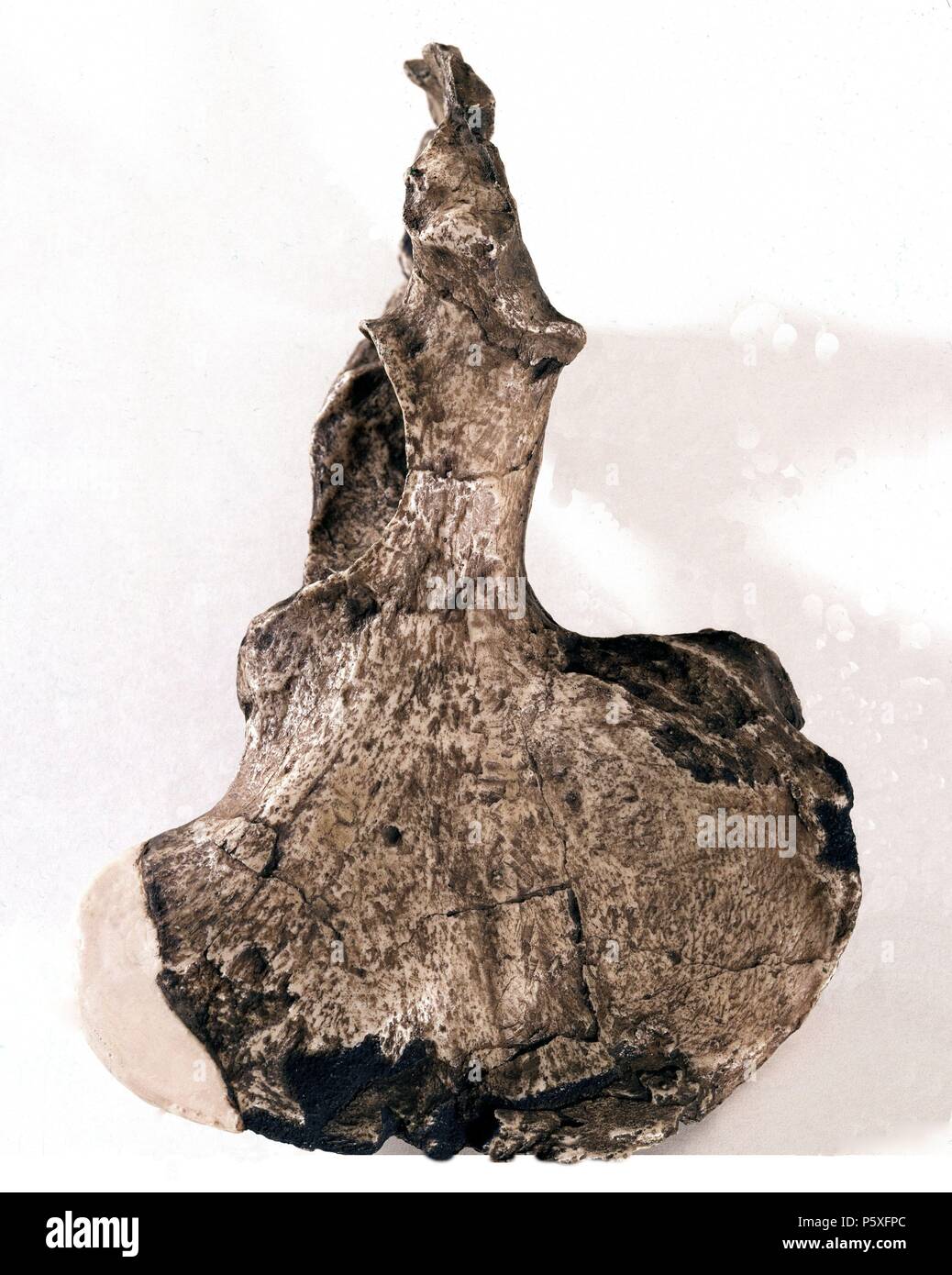 HUESO COXAL. Lage: FACULTAD DE BIOLOGICAS, MADRID, SPANIEN. Stockfoto