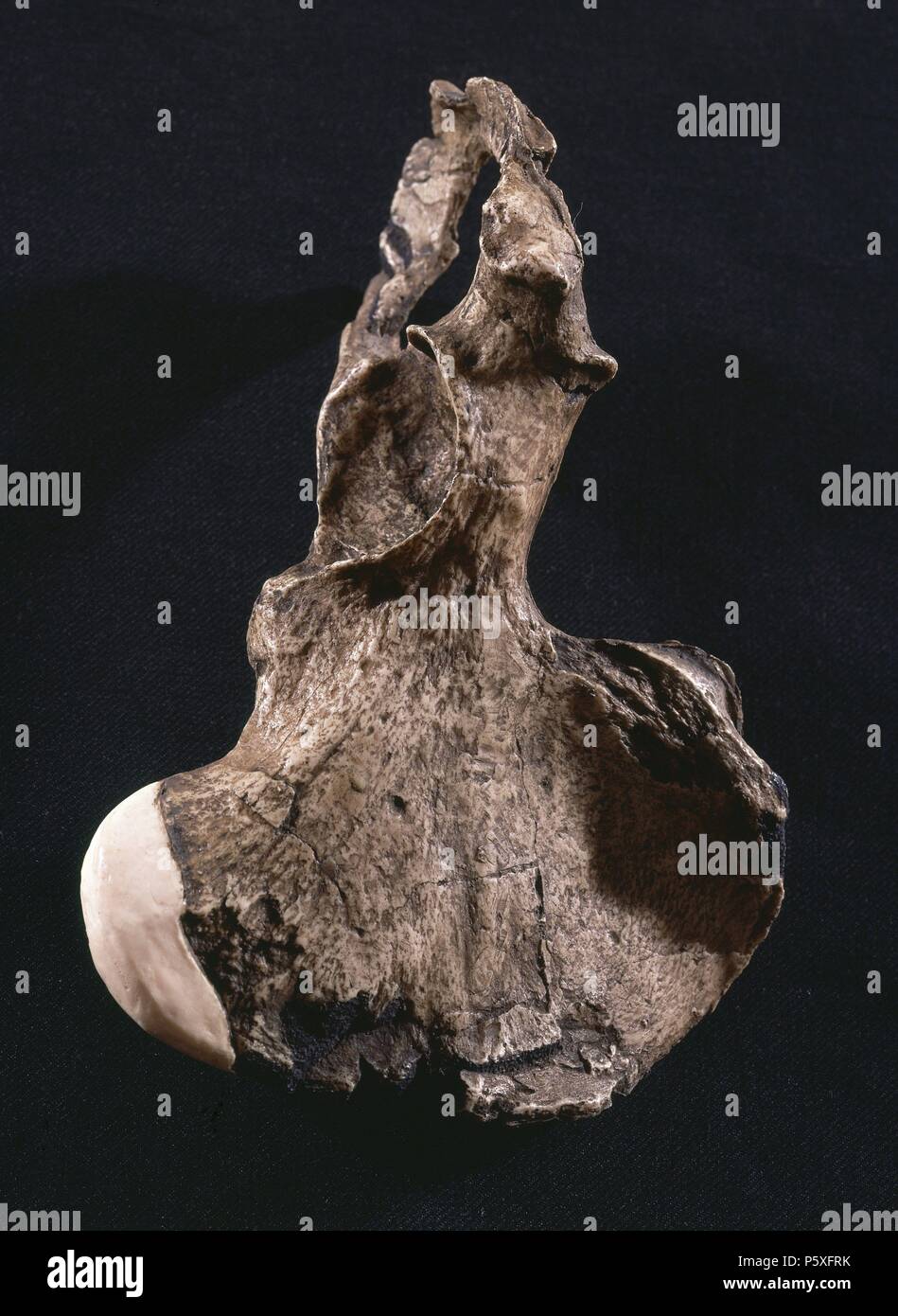 HUESO COXAL DE HOMBRE DIE TATSÄCHLICHEN. Lage: FACULTAD DE BIOLOGICAS, MADRID, SPANIEN. Stockfoto