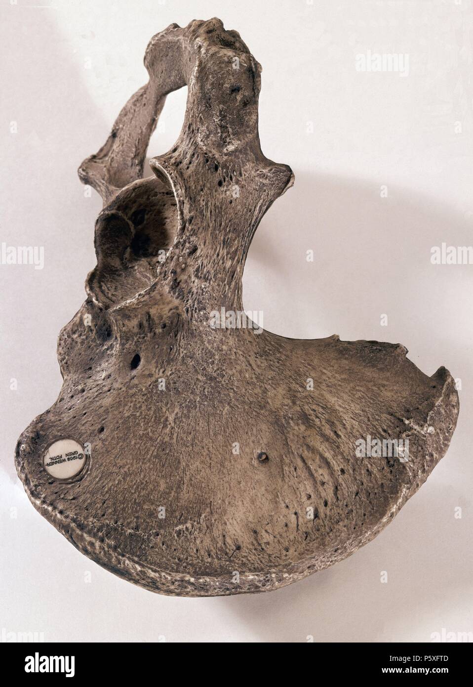 HUESO COXAL DE HOMBRE DIE TATSÄCHLICHEN. Lage: FACULTAD DE BIOLOGICAS, MADRID, SPANIEN. Stockfoto