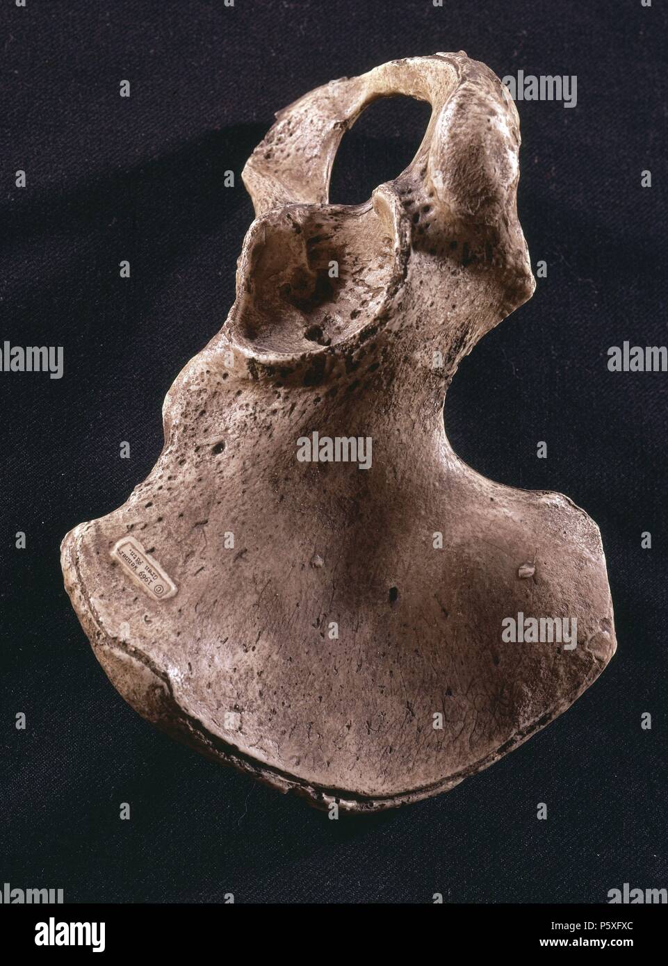 HUESO DE COXAL PIGMEO. Lage: FACULTAD DE BIOLOGICAS, MADRID, SPANIEN. Stockfoto