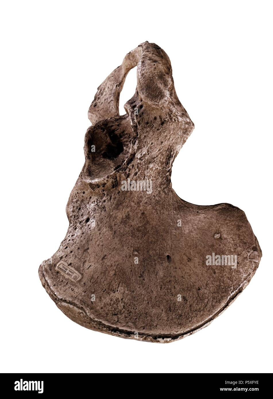HUESO DE COXAL PIGMEO. Lage: FACULTAD DE BIOLOGICAS, MADRID, SPANIEN. Stockfoto