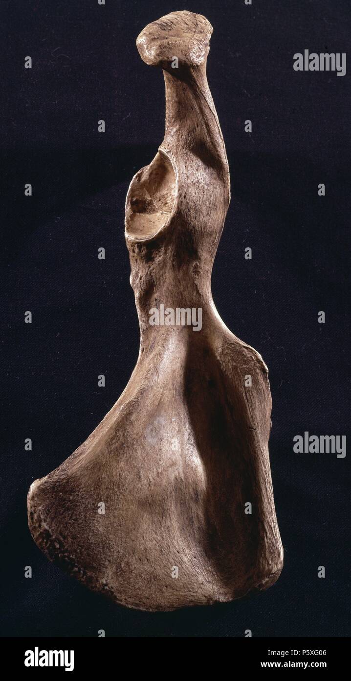 HUESO DE COXAL CHIMPANCE. Lage: FACULTAD DE BIOLOGICAS, MADRID, SPANIEN. Stockfoto