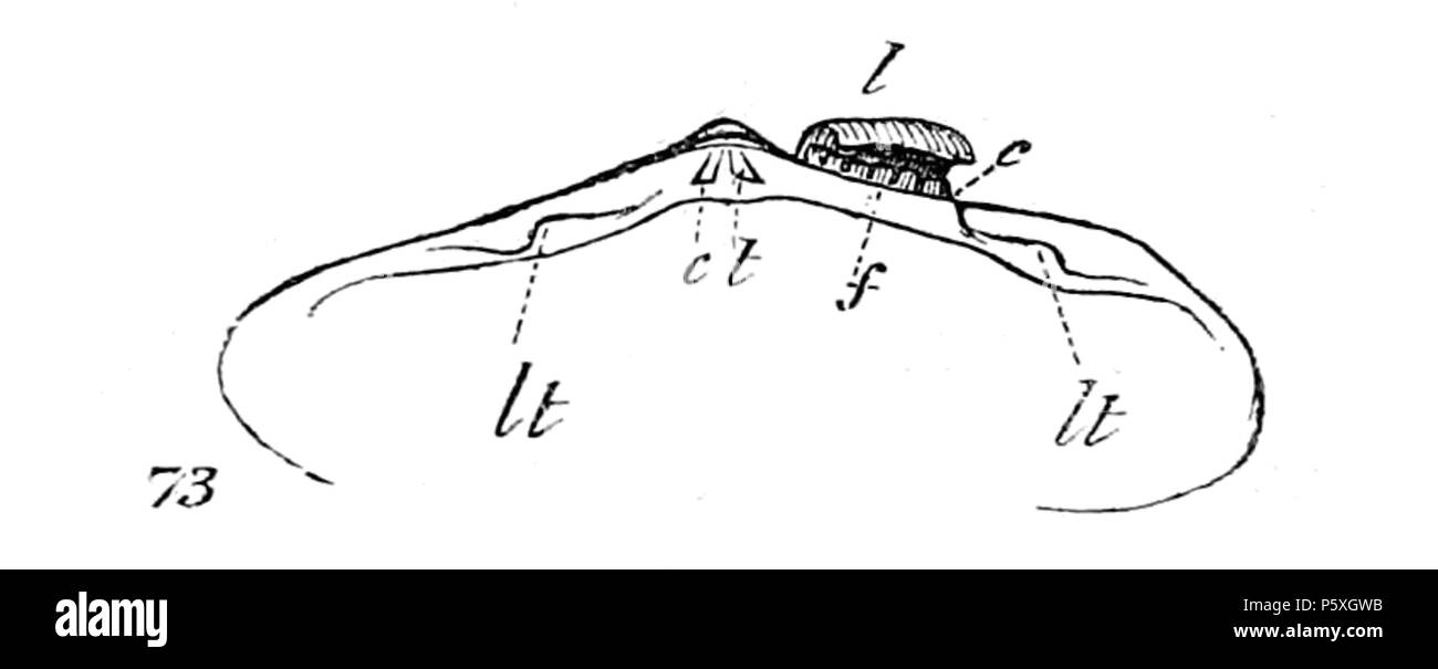 374 Conchological Handbuch Abb. 73 Stockfoto