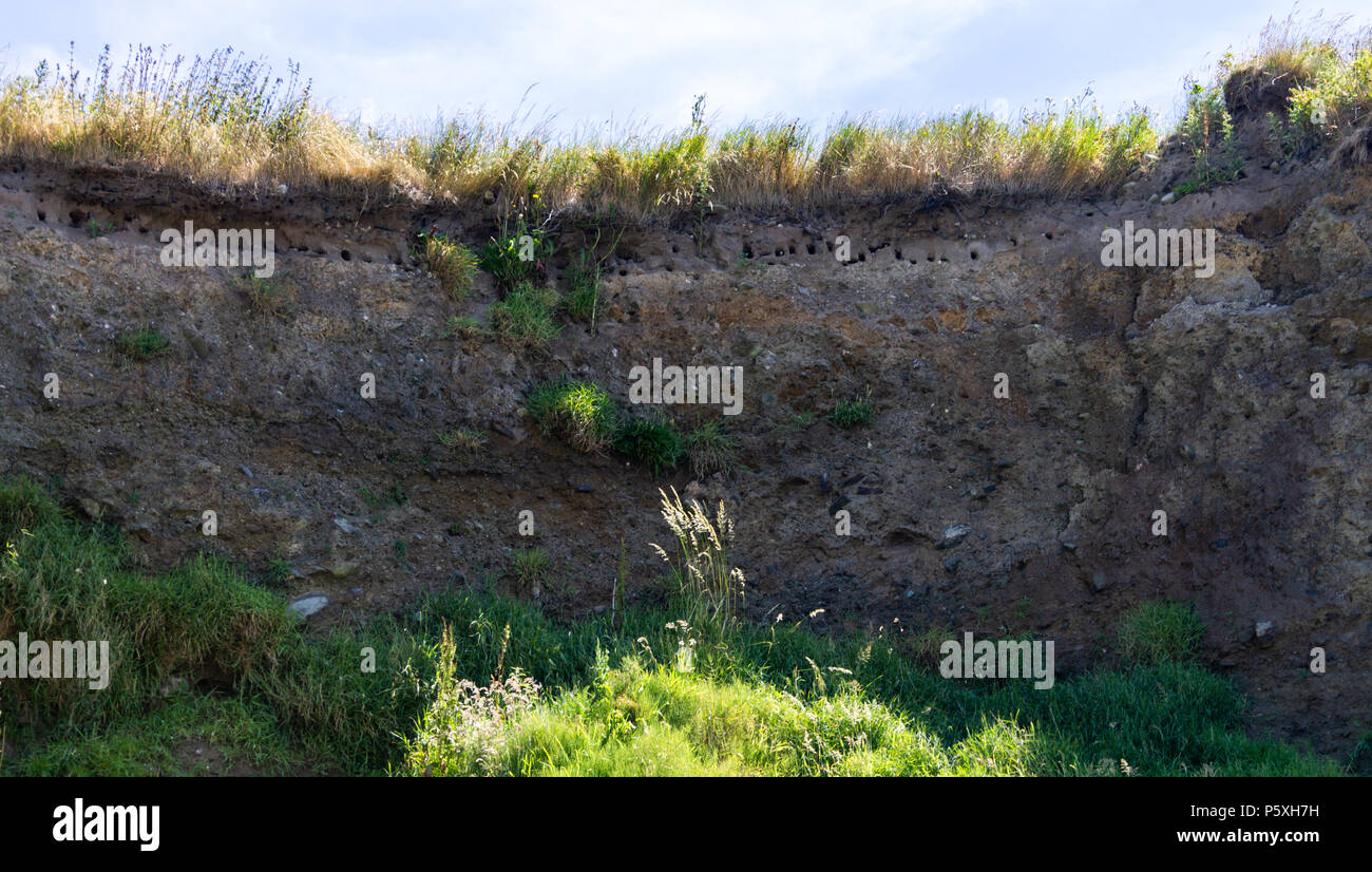 Riparia riparia oder Sand Martin nest Bohrungen auf einem Bröckelnden Sandstrand am Meer Kliff in West Cork, Irland. Stockfoto