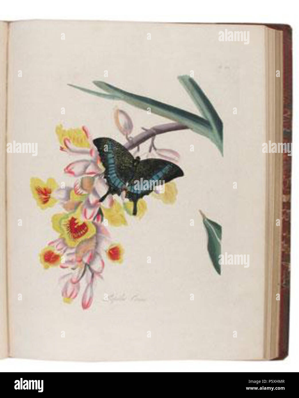 N/A. Englisch: ein Inbegriff für die natürliche Geschichte der Insekten von China (1798). 1798. Edward Donovan 492 EDChina 18. Stockfoto