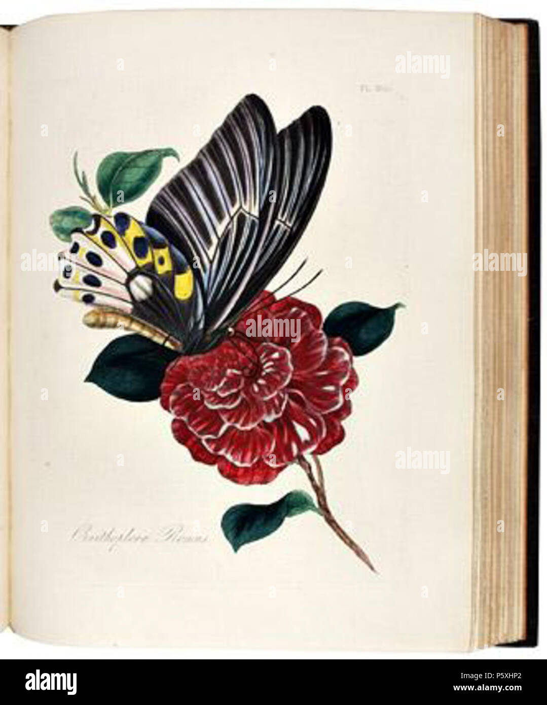 N/A. Englisch: ein Inbegriff für die natürliche Geschichte der Insekten von China (1798). 1798. Edward Donovan 492 EDChina 25. Stockfoto