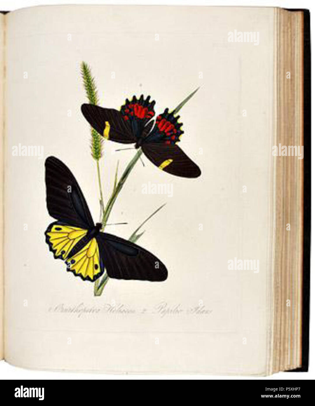 N/A. Englisch: ein Inbegriff für die natürliche Geschichte der Insekten von China (1798). 1798. Edward Donovan 492 EDChina 26. Stockfoto