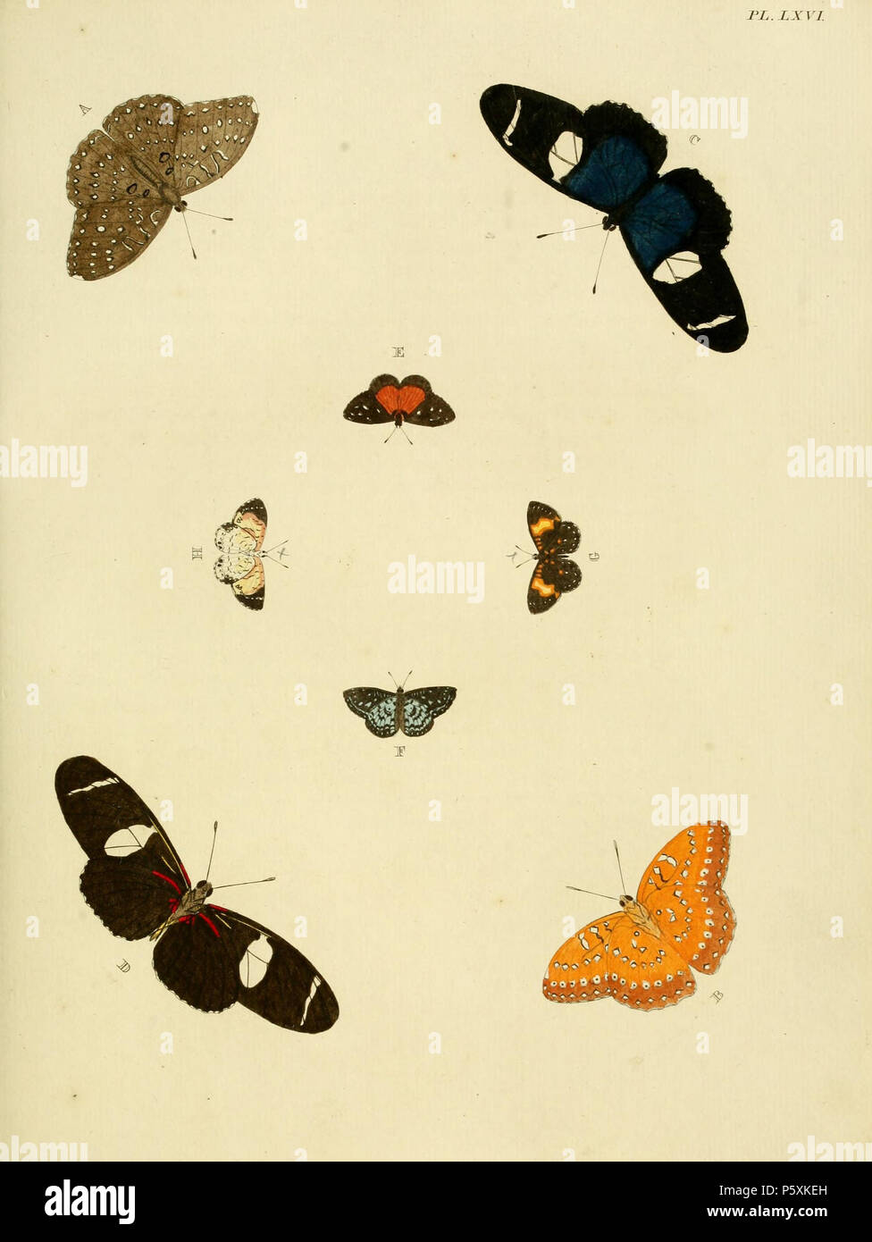 Daedalus b Fotos und Bildmaterial in hoher Auflösung Alamy