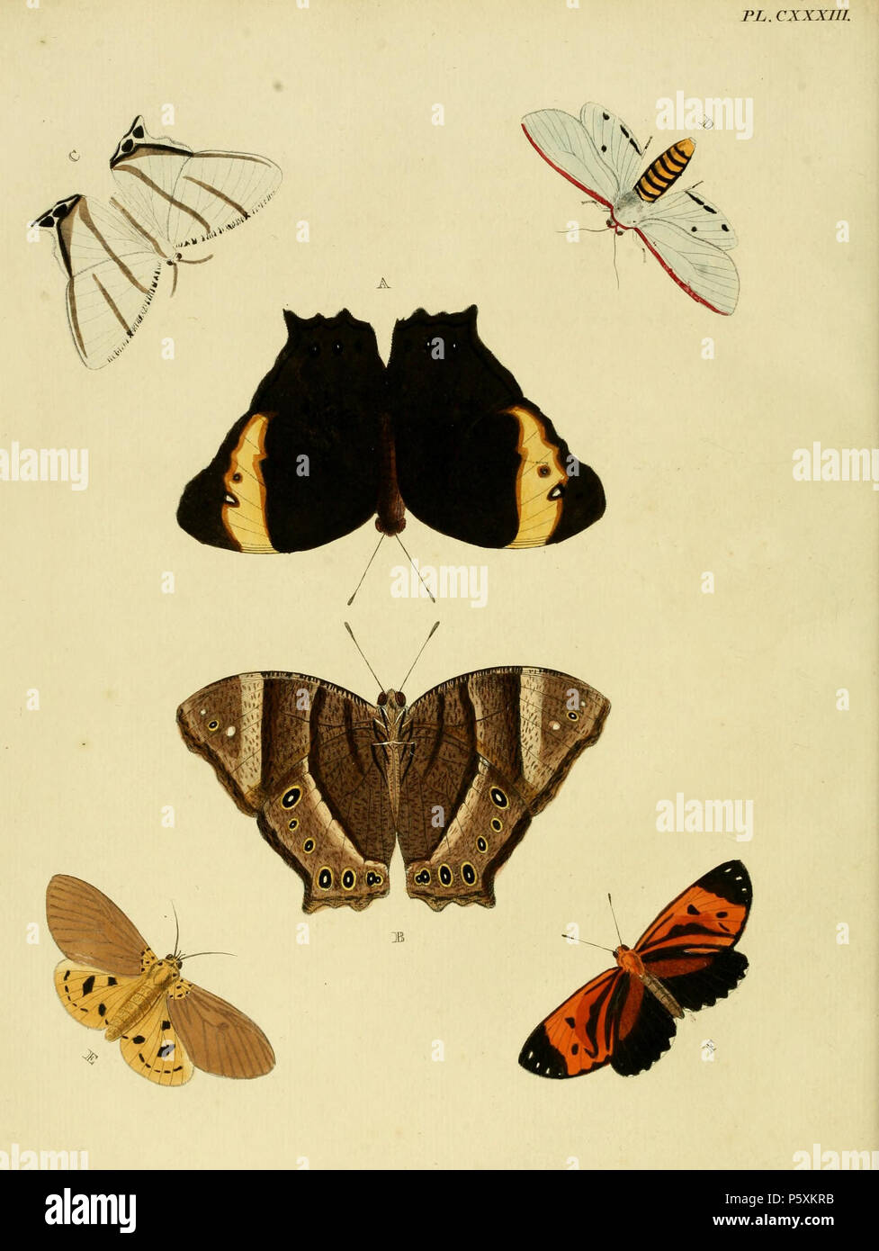 N/A. Platte CXXXIII A, B' (Papilio) Constantia' (=Melanitis Constantia
