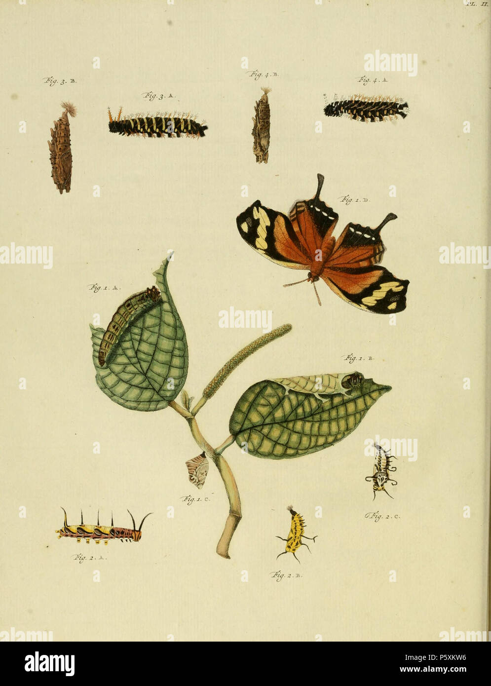 N/A. Platte II Warnung: Einige Taxa/Namen können misidentified/Sachverhalt in eine andere Gattung gestellt werden. 1 A, B, C, D: Pap [Ilio] EQ [ues] Argonaut. FABIUS (=Consul Fabius, siehe Funet). Butterfly auch auf Platte 90 C, D.2 A, B: Pap [Ilio] EQ [ues] Argonaut. PETREUS (=Marpesia petreus, siehe Funet). Schmetterling auf pl. 87D, 3 A, B (weiblich), 4 A, B (männlich): Pap [Ilio] Nymphe [Alis] Phal [eratus] DIRCE (=Colobura dirce (Linnaeus, 1758), siehe Funet). Schmetterling auf Platte 212 C, D.. 1779. Caspar Stoll (zwischen 1725 und 1730 - 1791) 388 CramerAndStoll - uitlandsche Dessel Ergänzung-pl. 02. Stockfoto