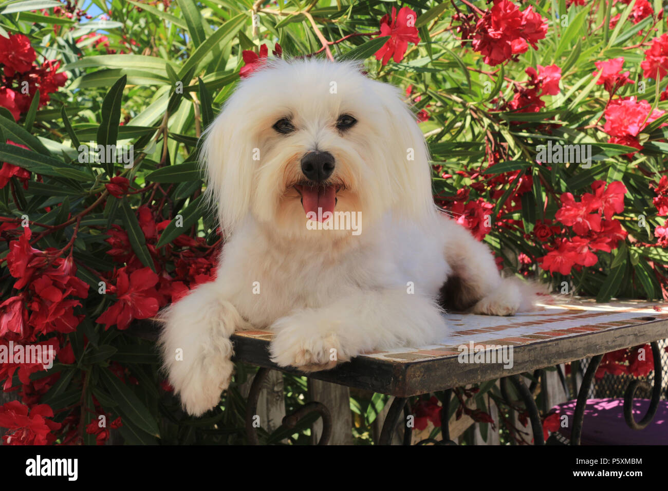 Malteser Hund liegend auf einem Tisch vor blühenden Oleander Stockfoto