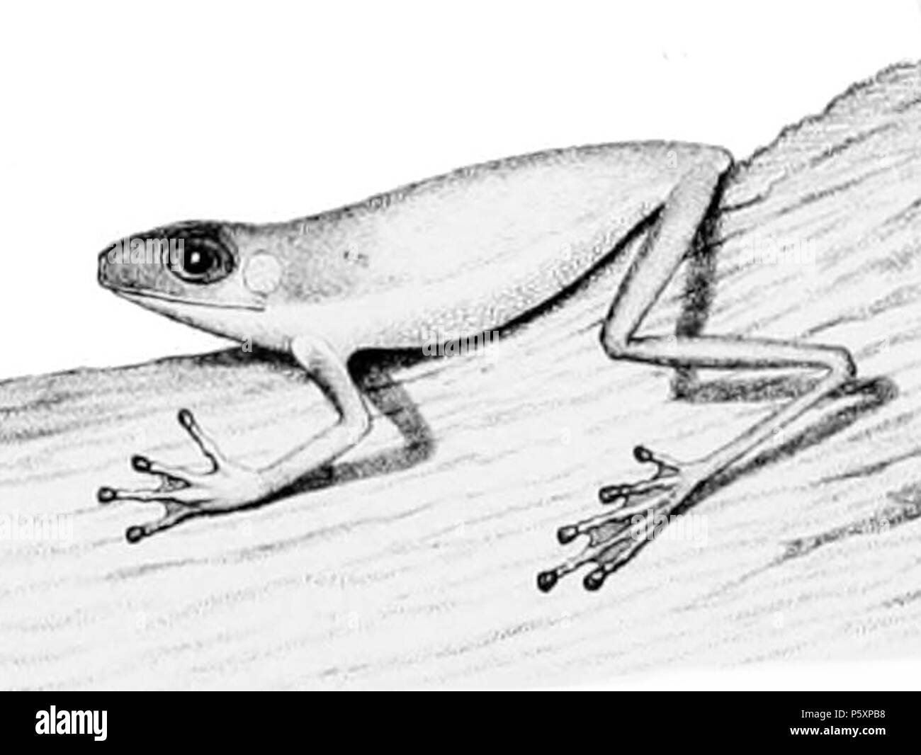 484 Duellmanohyla uranochroa 2 Stockfoto