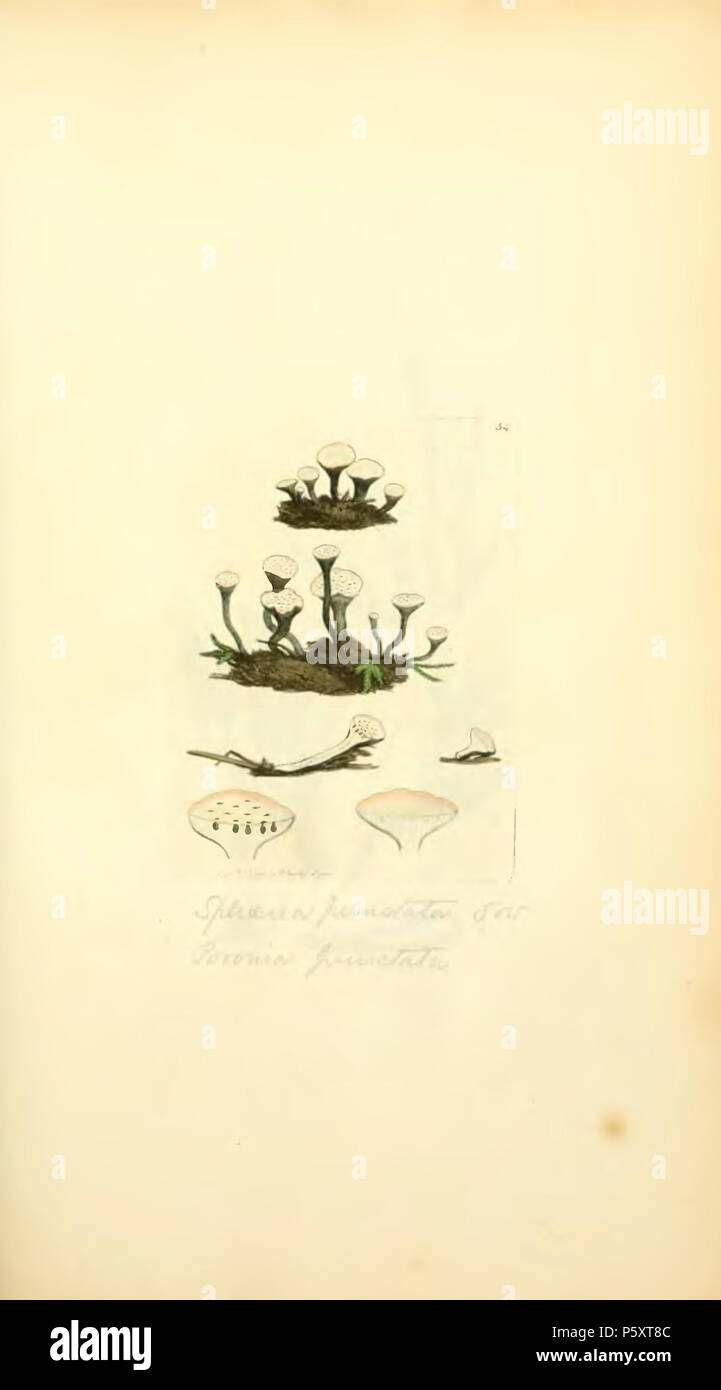 370 farbige Abbildungen der Englischen Pilze oder Pilze - t. 54 Stockfoto