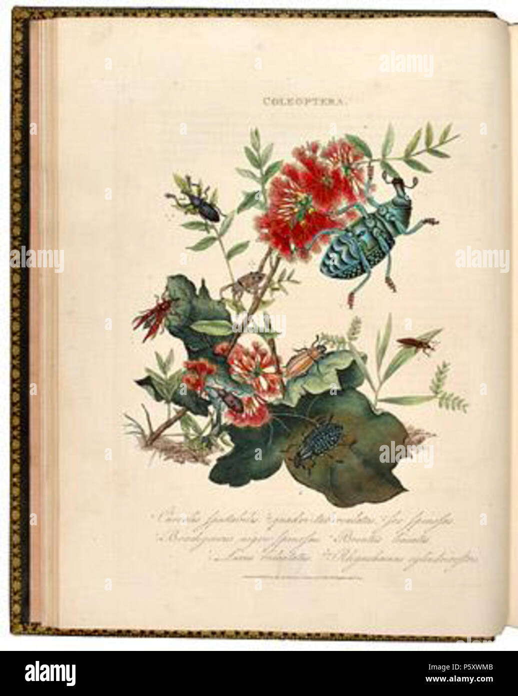 N/A. Englisch: ein Inbegriff für die natürliche Geschichte der Insekten von Indien (1800). 1800. Edward Donovan 493 EDIndia 11. Stockfoto