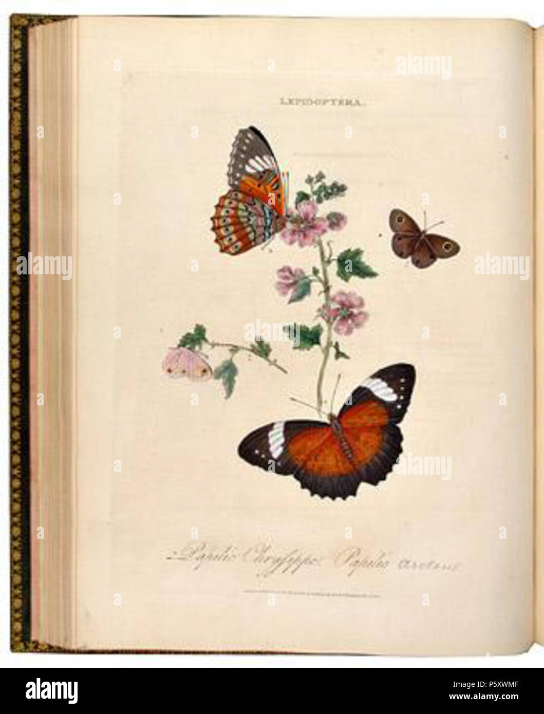 N/A. Englisch: ein Inbegriff für die natürliche Geschichte der Insekten von Indien (1800). 1800. Edward Donovan 493 EDIndia 9. Stockfoto