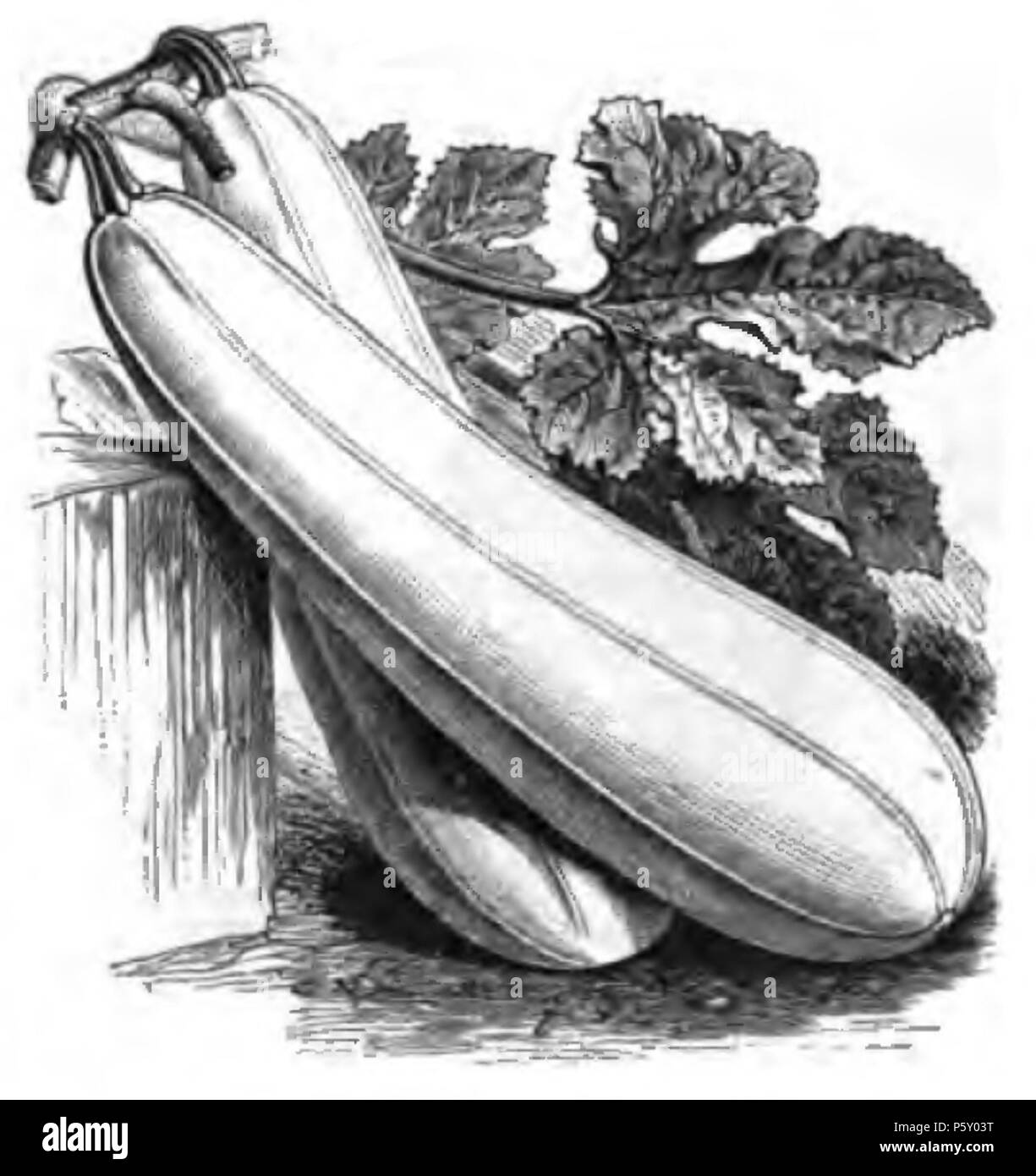 384 Geißel blanche nicht coureuse Vilmorin-Andrieux 1883 Stockfoto