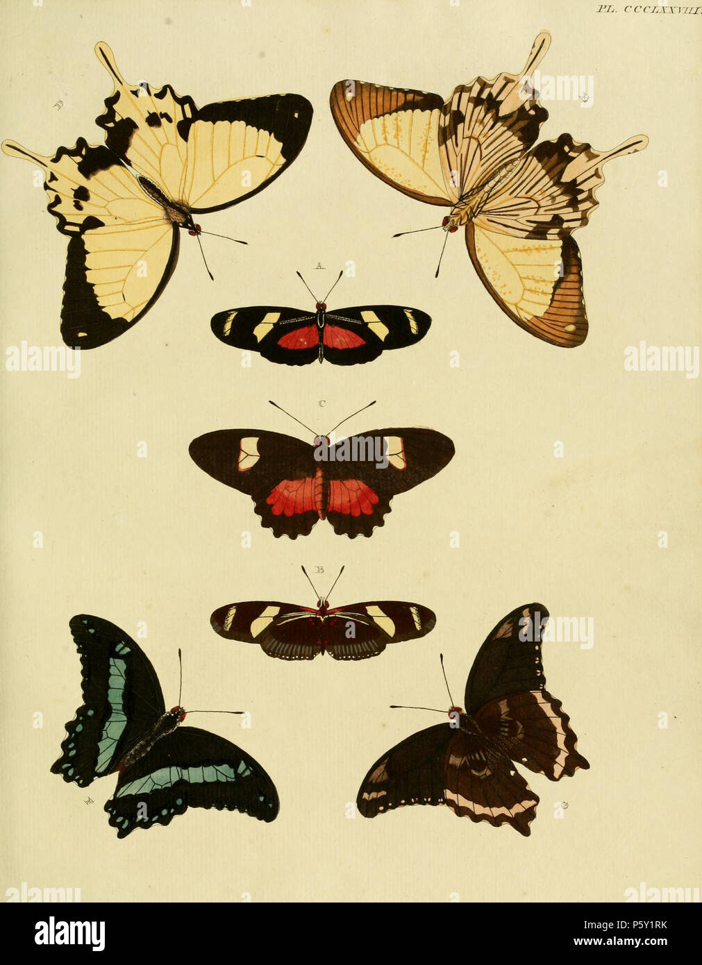 N/A. Platte CCCLXXVIII Warnung: Einige Taxa/Namen können misidentified/Sachverhalt in eine andere Gattung gestellt werden. A, B:' (Papilio) Ricini" (=Heliconius ricini (Linnaeus, 1758), siehe Funet). Fotos von Schmetterlingen von Amerika. C:' (Papilio) Arcas' (=Parides eurimedes eurimedes (Stoll, [1782]), siehe Funet). Fotos von Schmetterlingen von Amerika. D, E:' (Papilio) Merope' (=Papilio dardanus Dardanus (Brown, 1776), siehe Funet). Fotos von einigen der weiblichen Formen am Natural History Museum. Auch auf pl. 151 A, B als "(Papilio) Merope' und auf Platte 241 E, F als "(Papilio) Brutus'. F, G:' (Papilio) Phineus' Stockfoto