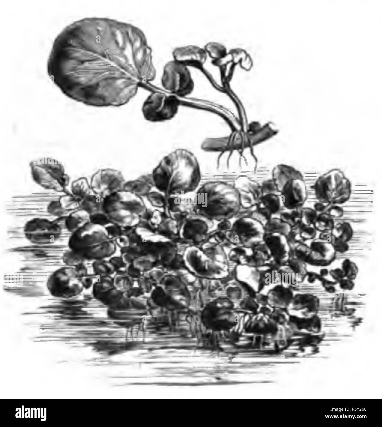 390 Cresson de Fontaine Vilmorin-Andrieux 1883 Stockfoto