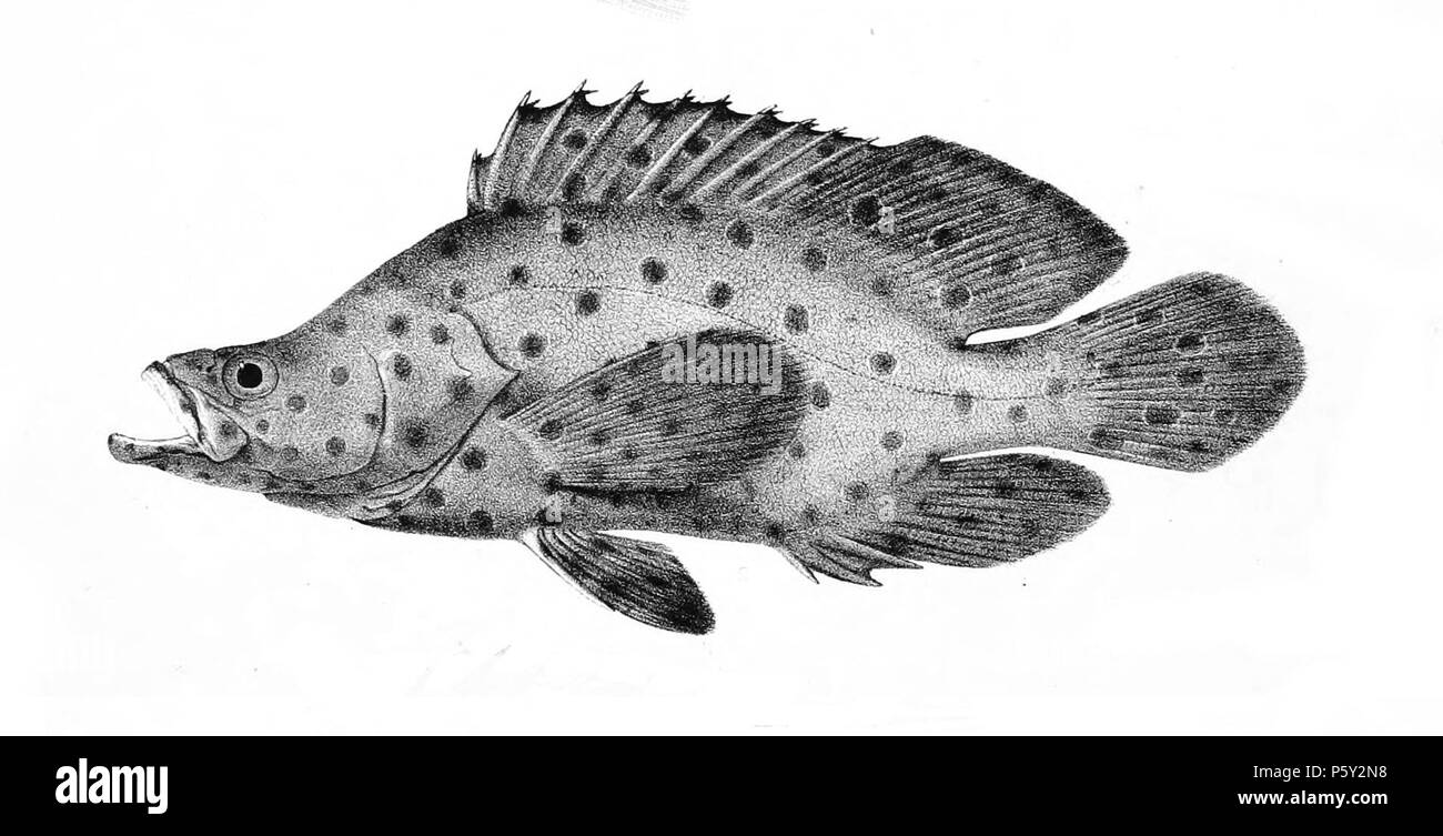 N/A. Die Namen der Arten/Identität notwendig. Die ursprüngliche Platten zeigten die Fische nach rechts und haben hier gedreht wurden. Cromileptes altivelis. 1878. George Henry Ford (1808 - 1876) Alternative Namen G. H. Ford Beschreibung Künstler Datum der Geburt / Tod 20. Mai 1808 1876 Ort der Geburt / Todes Cape Colony London Authority control: Q VIAF: 317102730 17105498 LCCN: n 2015185868 WorldCat 391 Cromileptes altivelis Ford 1. Stockfoto