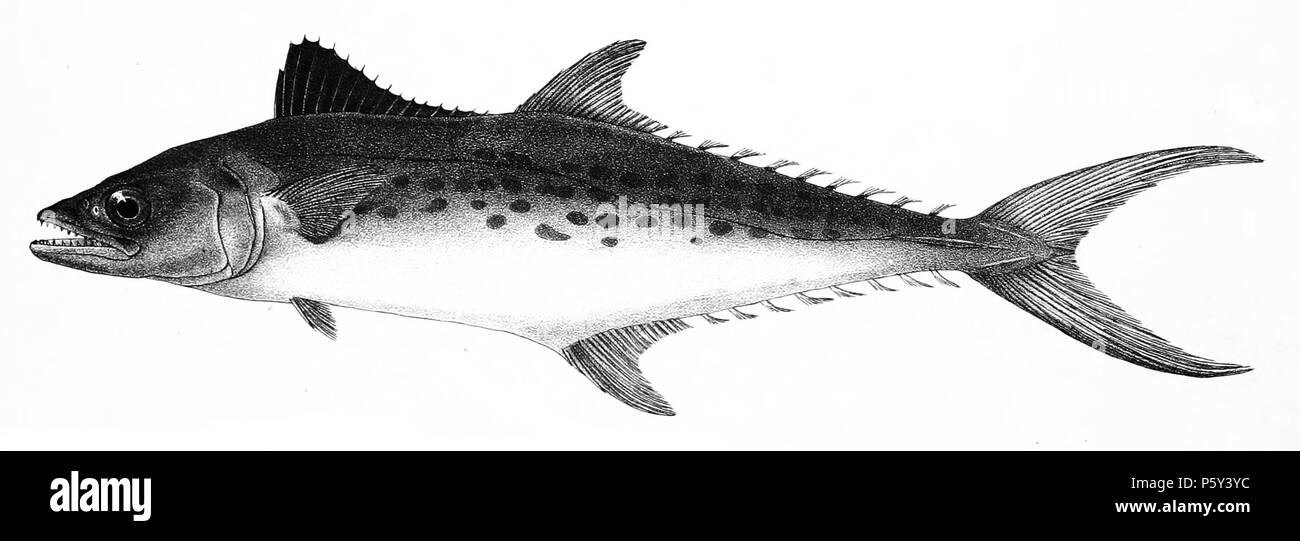 N/A. Scomberomorus Guttatus Syn. Cybium Guttatum Die Namen Der  Arten/Identität Notwendig. Die Ursprüngliche Platten Zeigten Die Fische  Nach Rechts Und Hier Gedreht Wurden. Cybium Guttatum. 1878. George Henry  Ford (1808 - 1876)