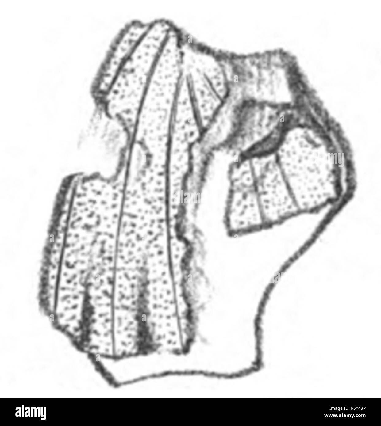 N/A. Englisch: Abbildung: Cyllonium hewitsonianum Fossil. Ursprünglich Abbildung 27 der Platte 18 in Westwood, 1854. Q. in der Jl Geol. Soc. Lond. 10: 395, 396. 13 Juli 2011. en: John obadja Westwood 396 Cyllonium hewitsonianum Stockfoto