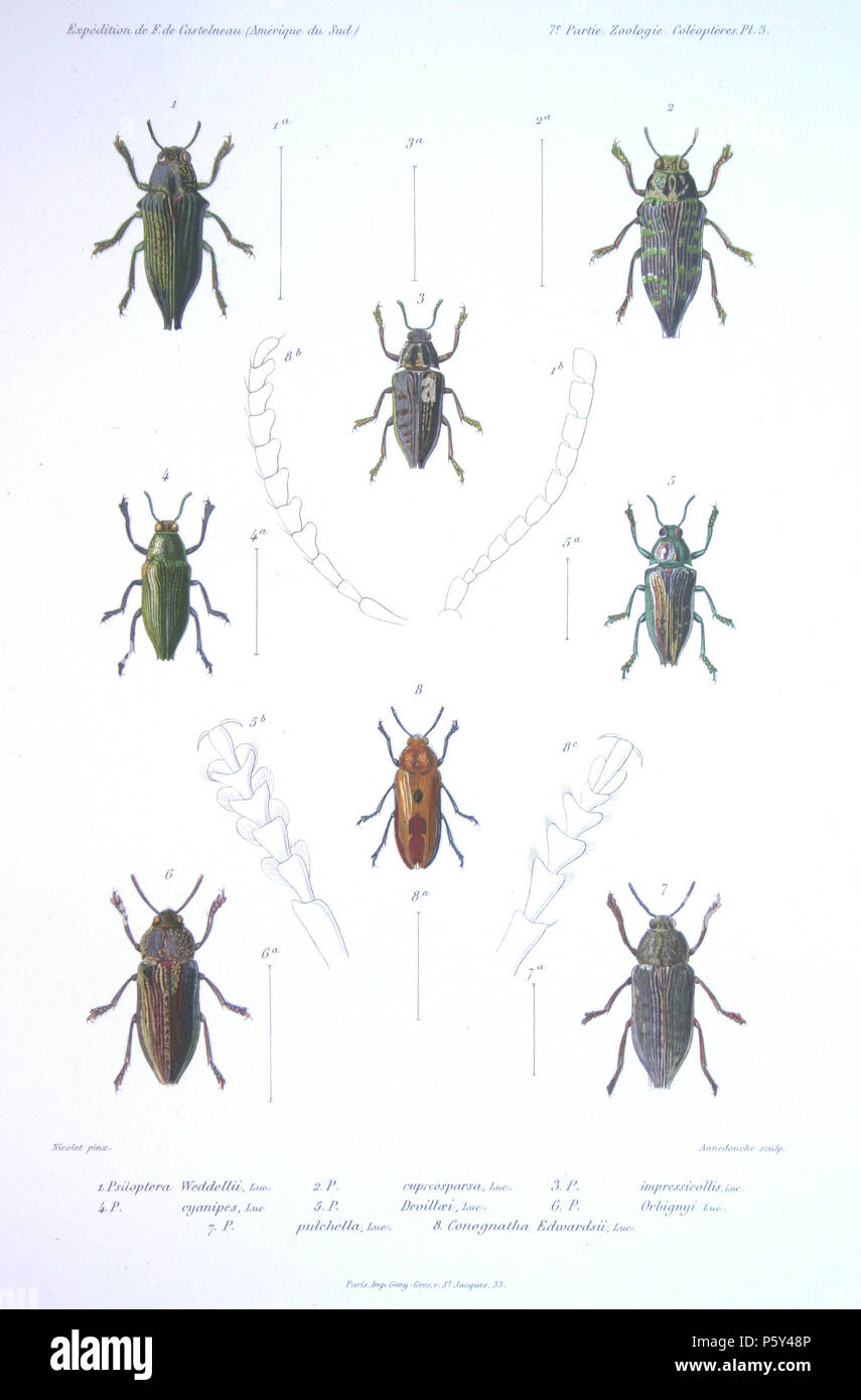 542 F de Castelnau-coléoptèresPl 03. Stockfoto