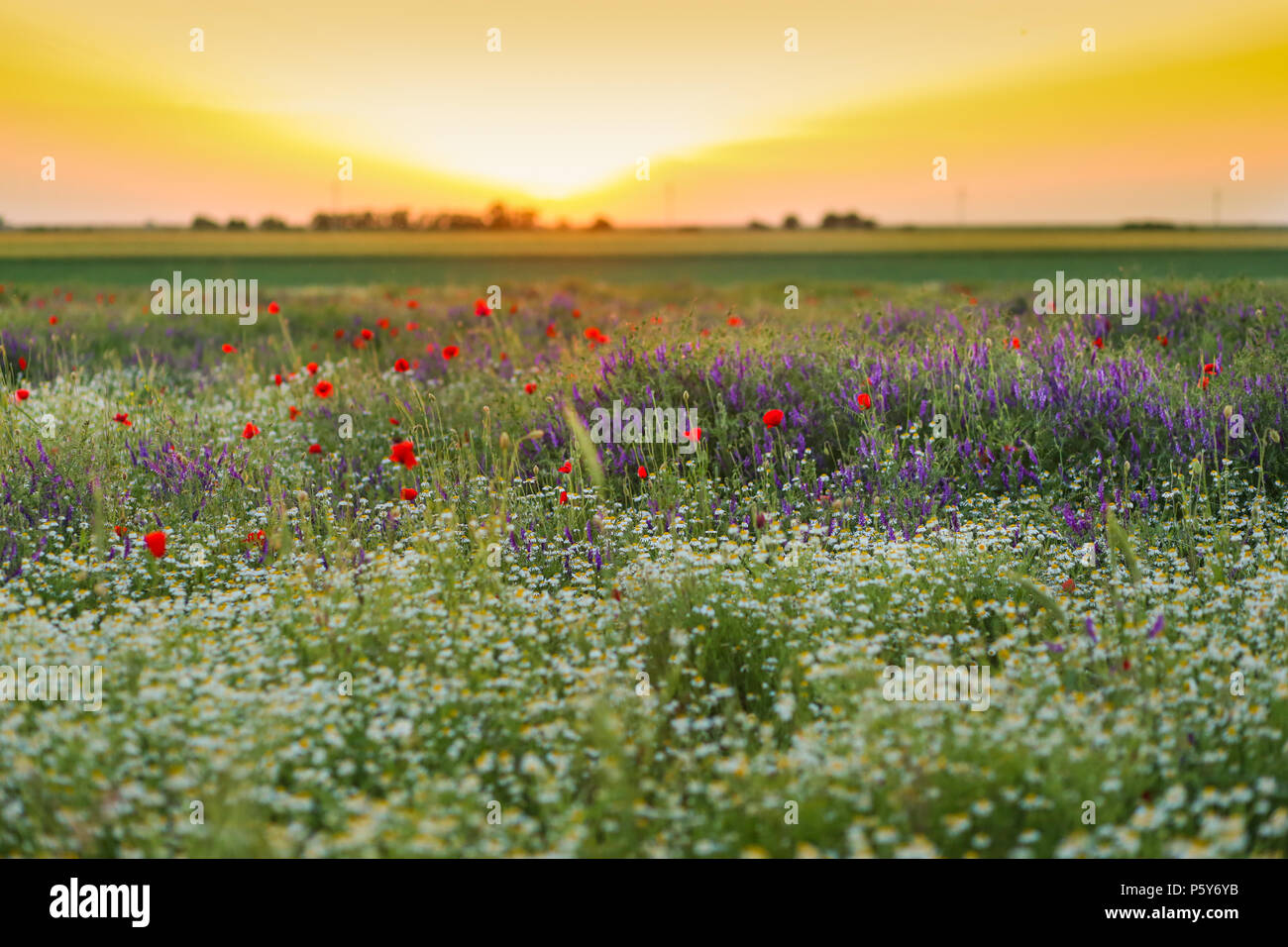 Spektakulären Sonnenuntergang über einem Feld von Mohn und Kamille Stockfoto