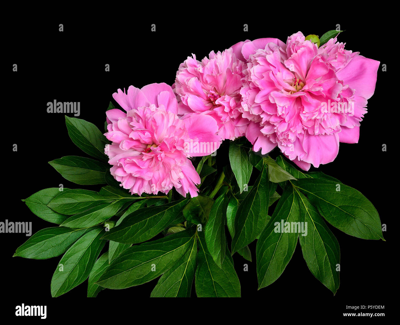 Bouquet von schönen Blumen rosa üppige Pfingstrosen mit Blättern auf schwarzem Hintergrund - Frühling oder Sommer blumen muster Stockfoto