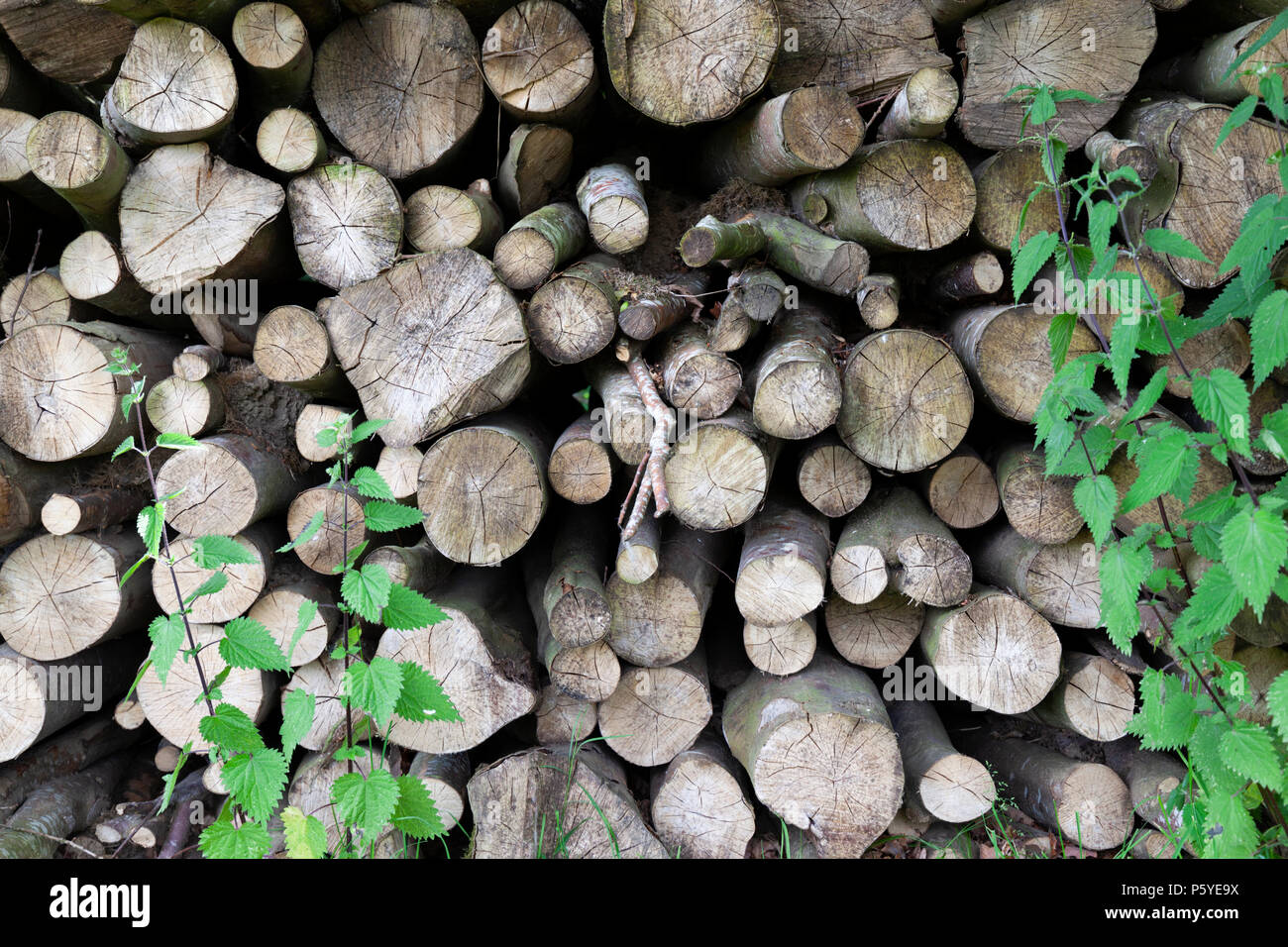 Stapel von Hackgut Stockfoto