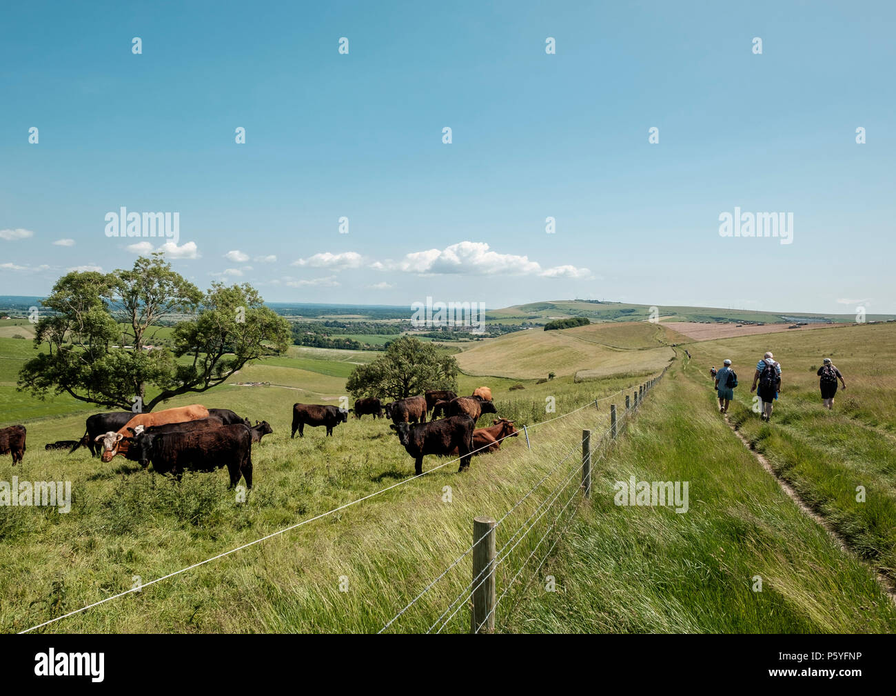 Wanderer in der South Downs Way oberhalb von grasenden Kühen getrennt Steyning durch zwei Schichten von Fechten Stockfoto