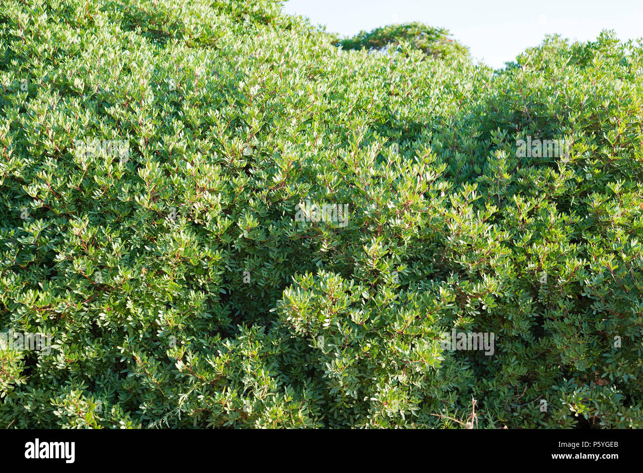 Abstract Green Bush Hintergrund Stockfoto