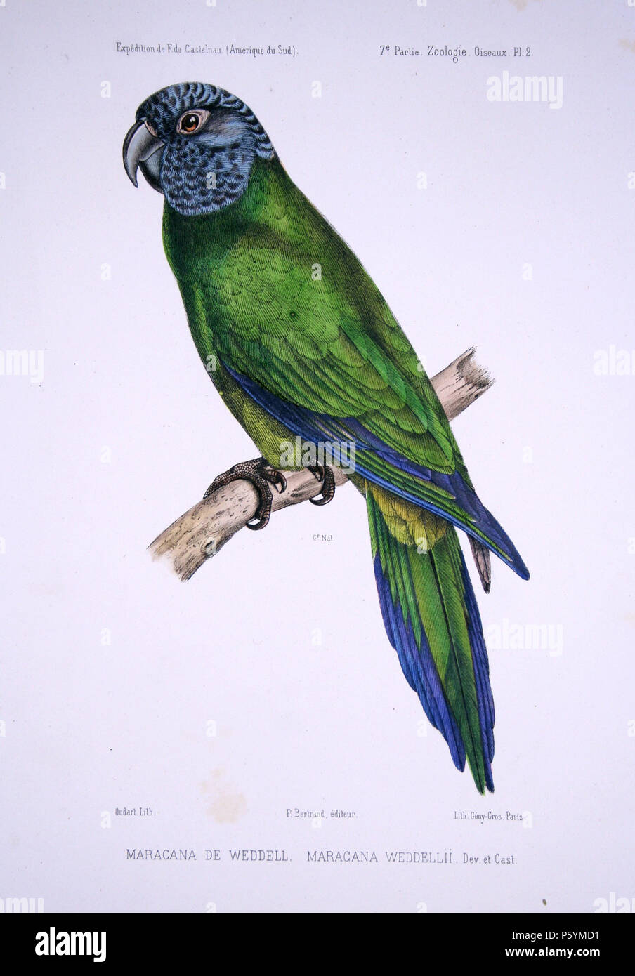 N/A. Maracana Aratinga weddellii weddellii = Englisch: dusky-headed Parakeet. Francis de Laporte de Castelnau (1880-1952) Alternative Namen François Louis Nompar de Caumont LaPorte, comte de Castelnau; François Laporte; Francis de Castelnau. Beschreibung französischer Naturforscher, Explorer und entomologe Geburtsdatum / Tod 25. Dezember 1810 / 25 Dezember 1812 vom 4. Februar 1880 Ort der Geburt / Todes London Melbourne Authority control: Q 741590 VIAF: 19775535 ISNI: 0000 0001 2123 1359 88614984 LCCN: n NLA: 35331775 Botaniker: Castelnau WorldCat 542 F de Castelnau-oiseauxPl 2 Stockfoto